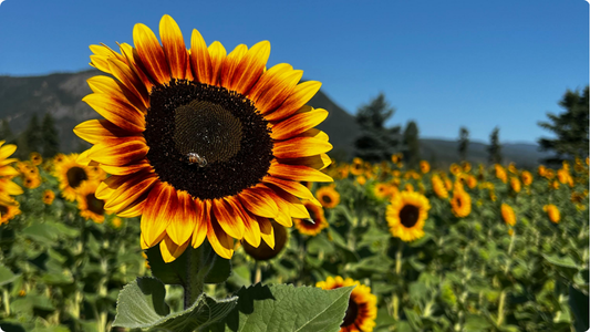 Succession Planting for Sunflowers, Lisianthus, Ranunculus, and Larkspur