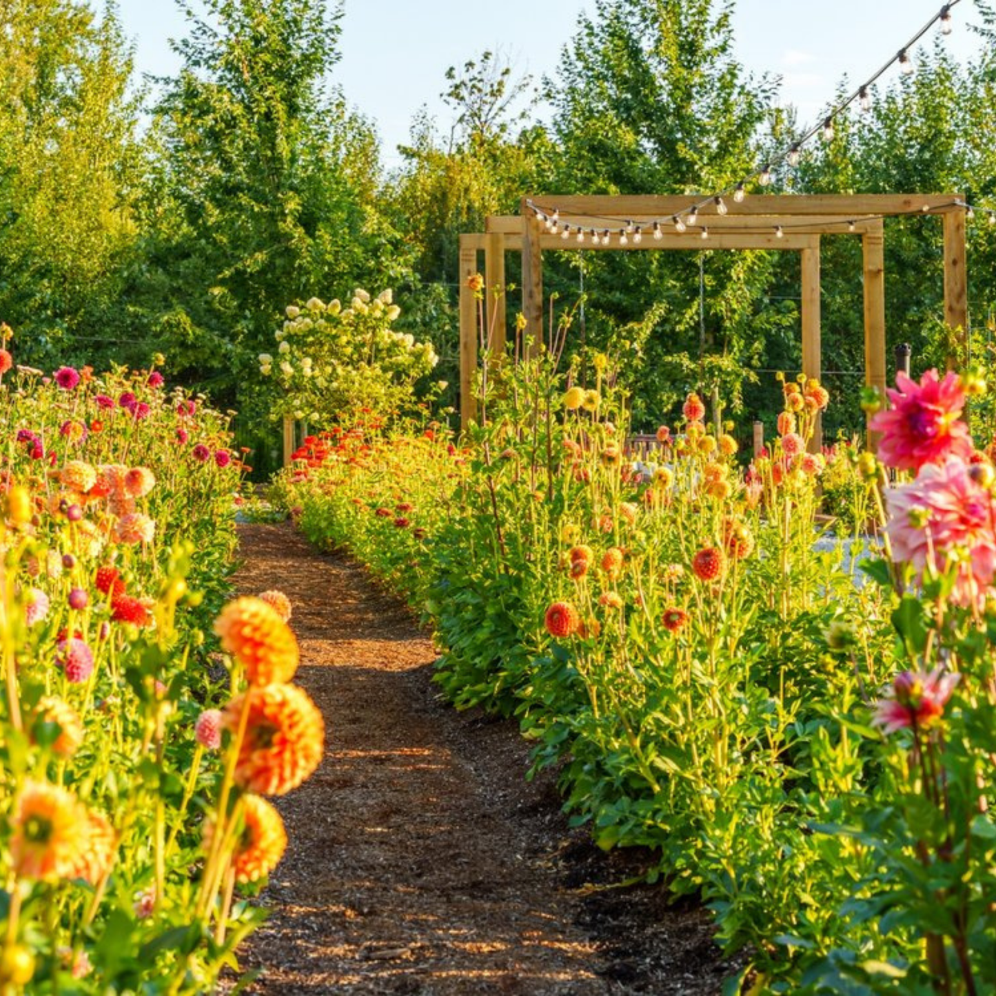Flower Farm Tour