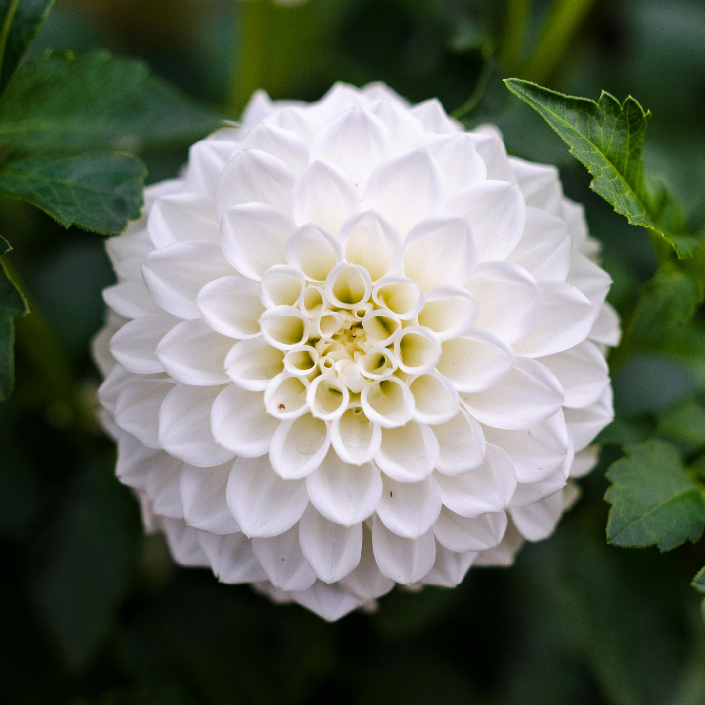 Dahlia Tubers - Get ready for our 2025 dahlia tuber sale!