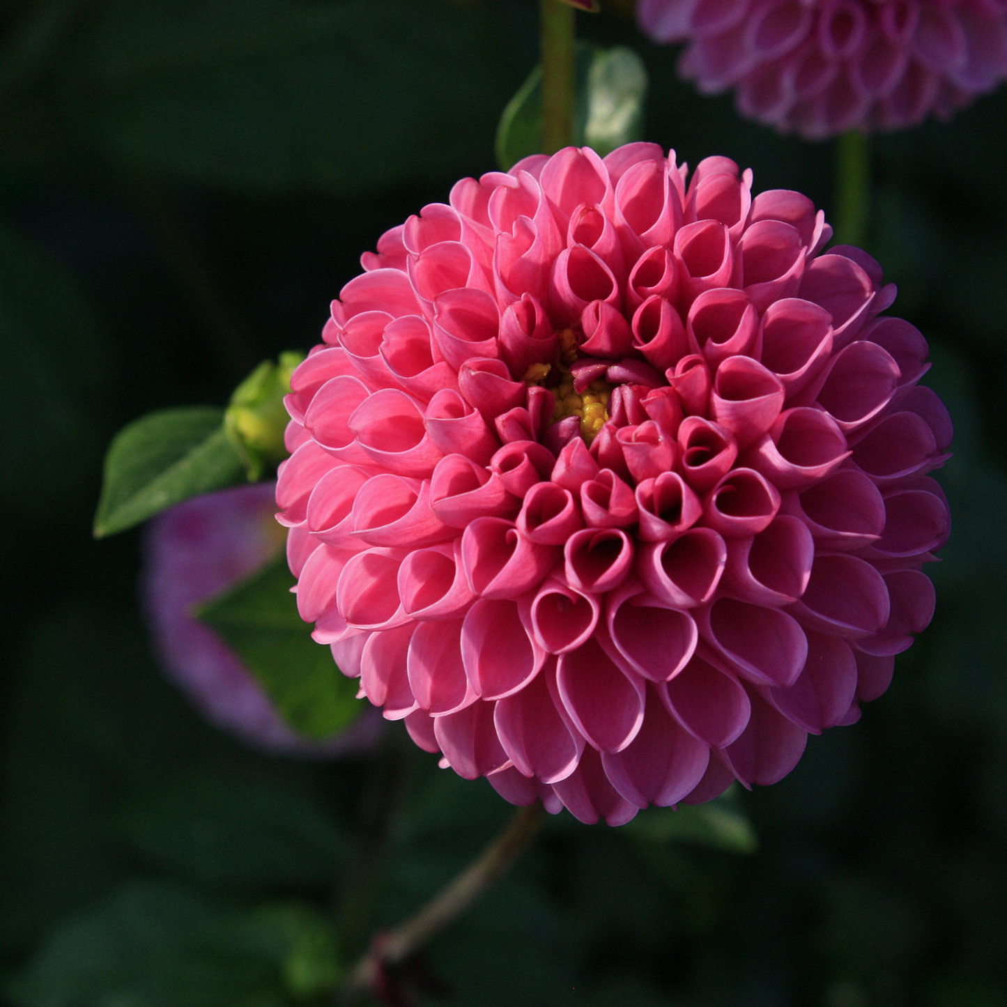 dahlia tubers for sale in canada, specialty tubers