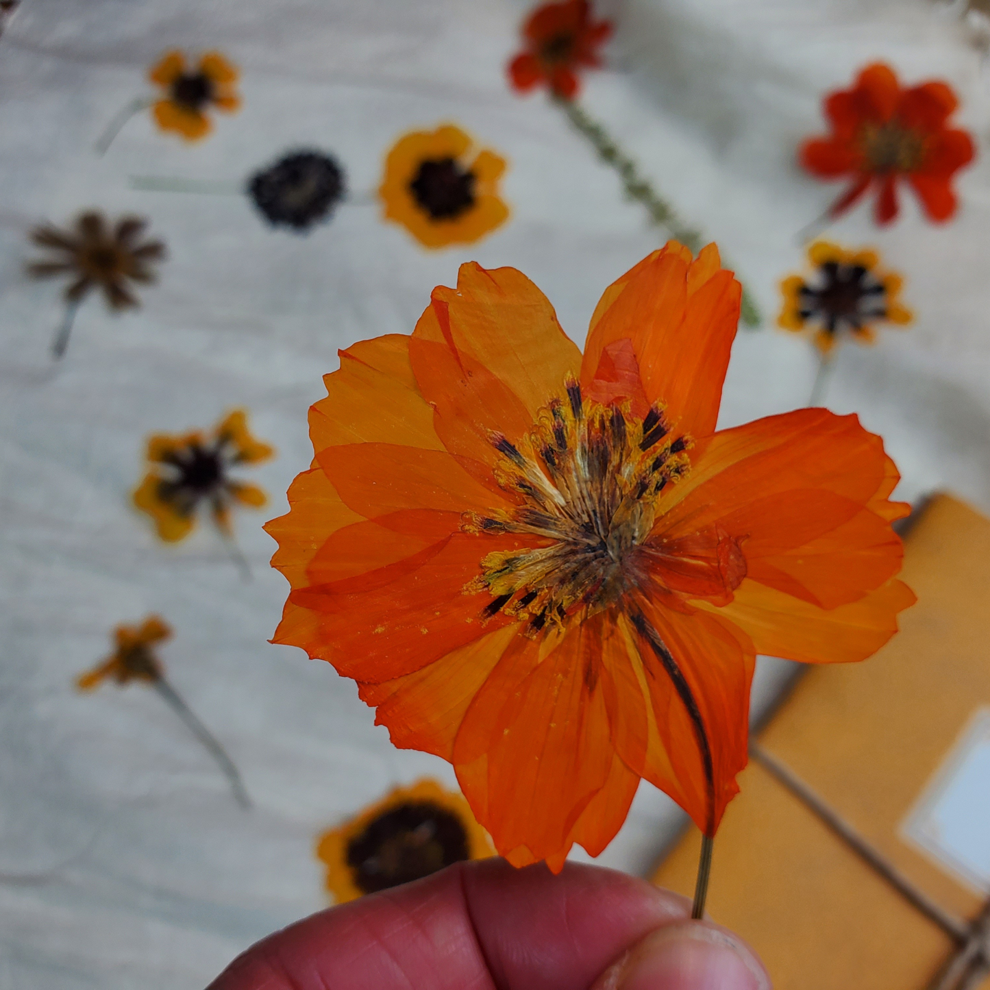 Eco-Printing Workshop