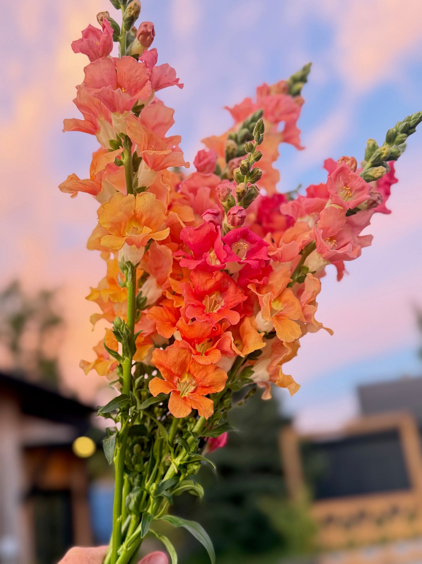 Snapdragon Bouquet