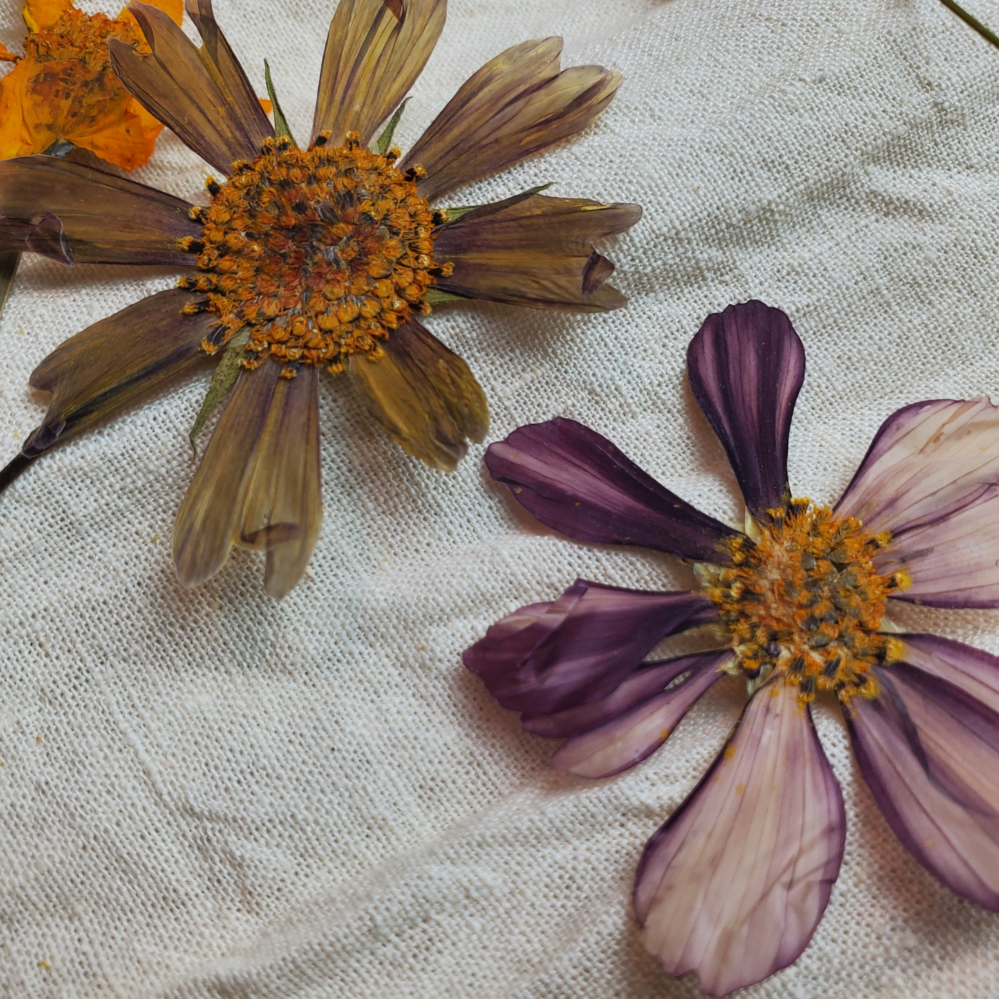 Eco-Printing Workshop