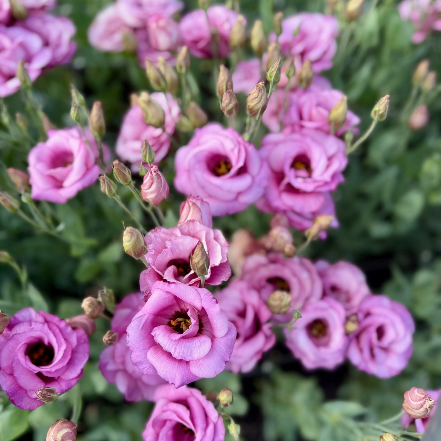 Gather & Glow: Abundant Harvest (30 stems)
