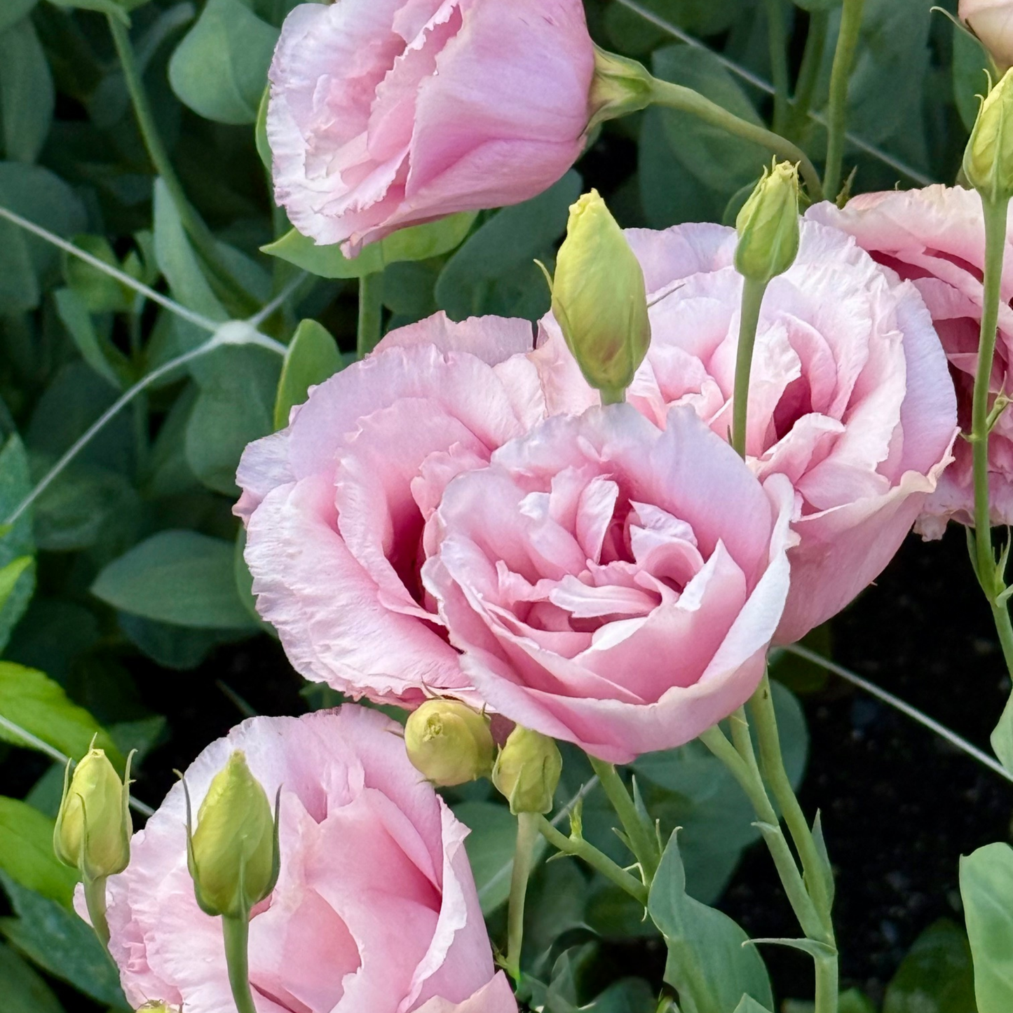 Gather & Glow: Abundant Harvest (30 stems)
