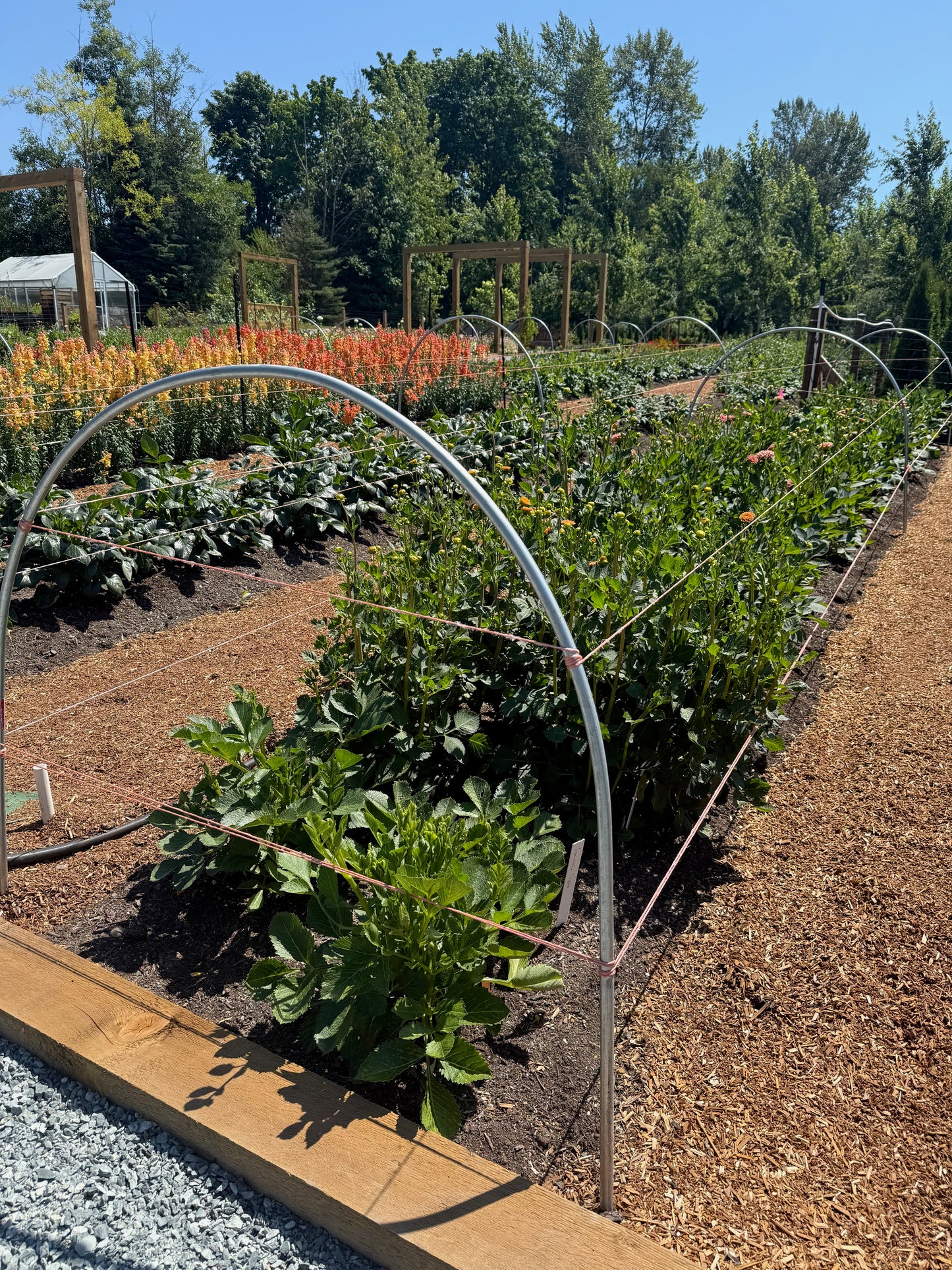 Heavy-Duty Low Tunnel Caterpillar Hoops β 4ft Tall x 51β³ Wide