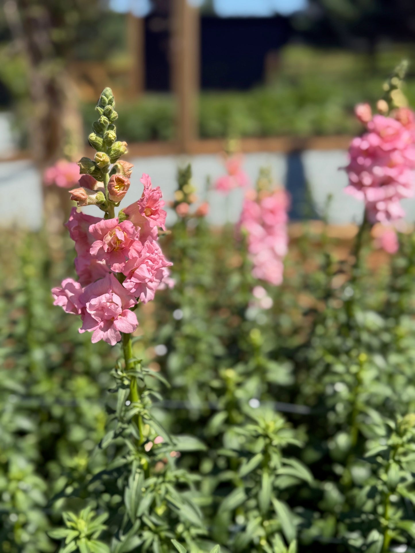 Snapdragon Bouquet