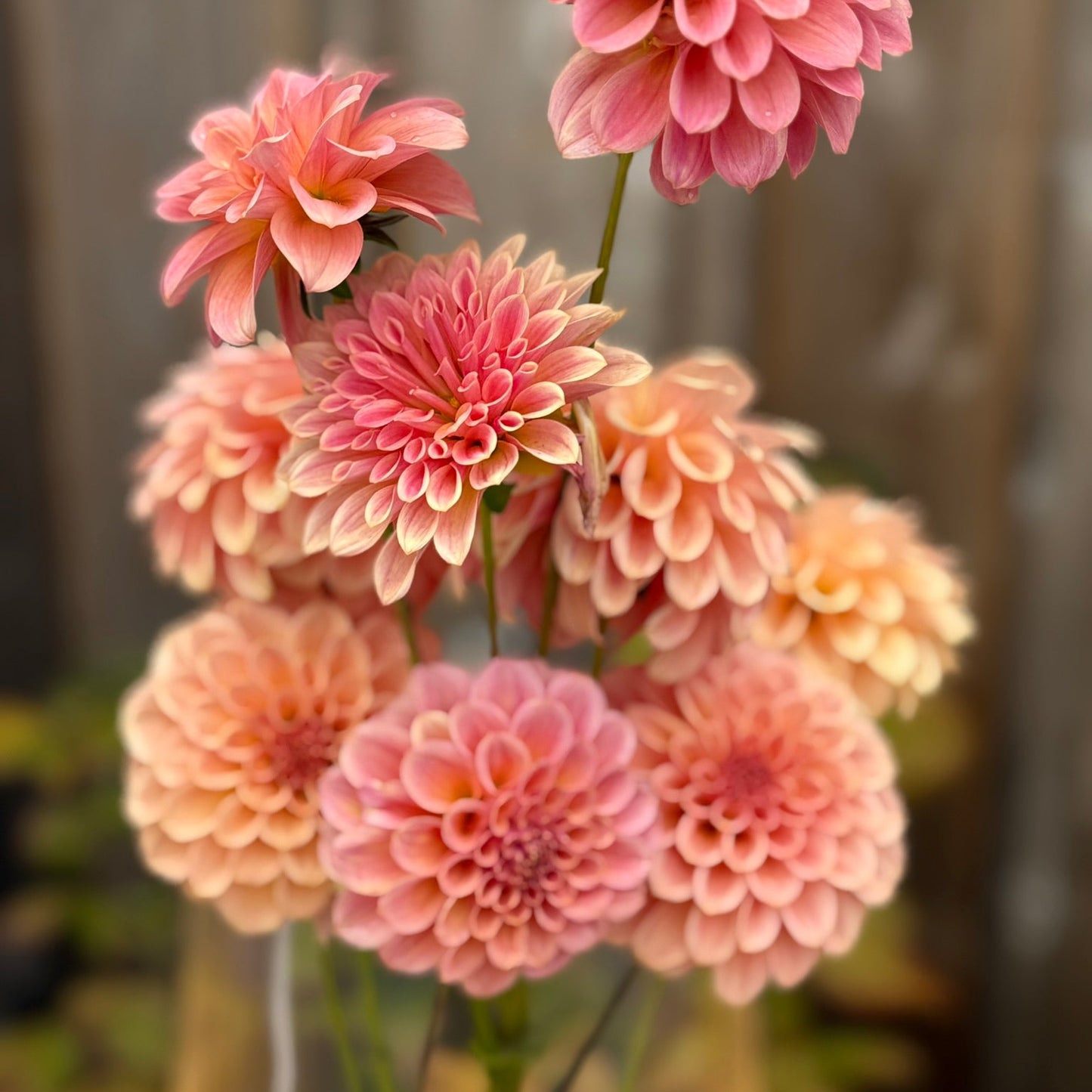 Bouquet of pink flowers in a clear vase on a wooden surface with a blurred background