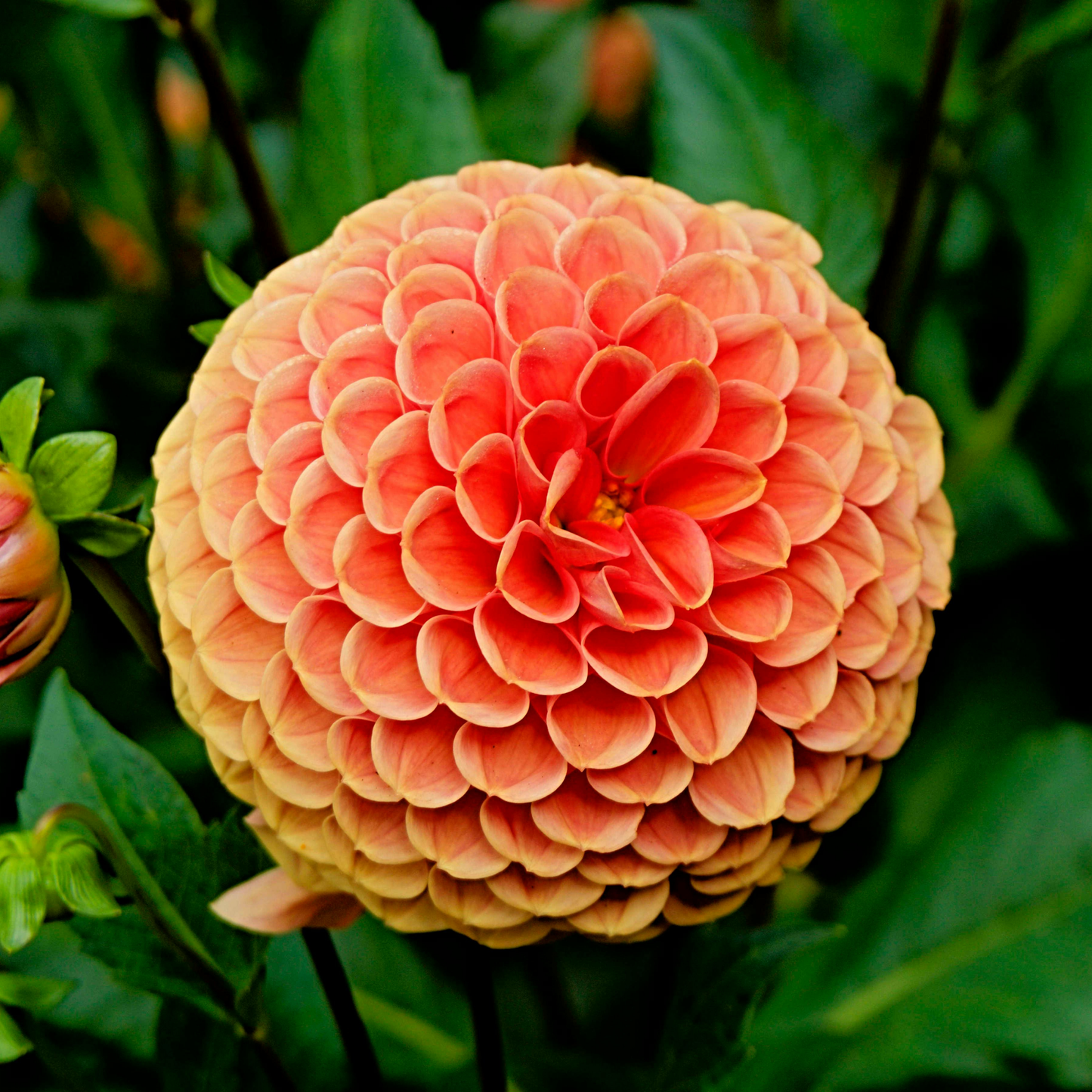 Hard to find dahlia tubers for sale in Canada