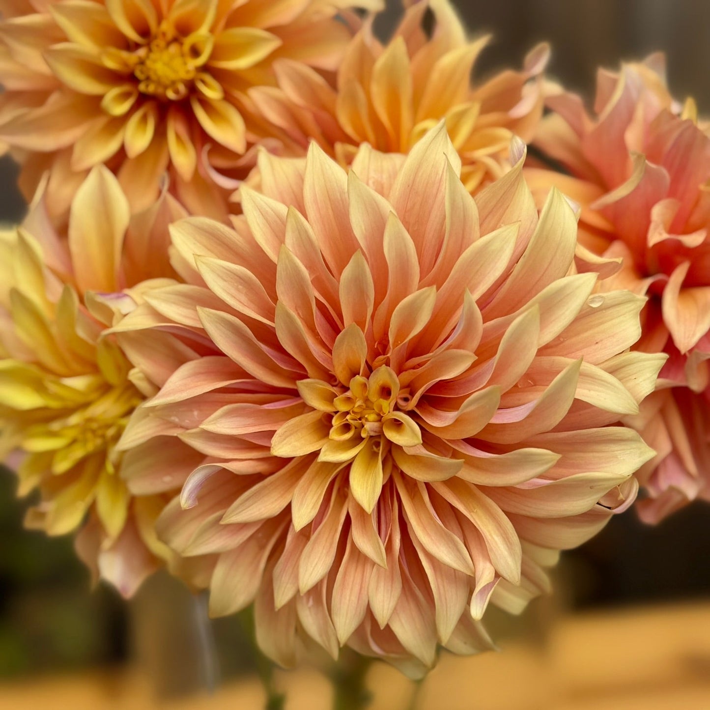 Close-up of a bouquet of peach-colored dahlias with a blurred background