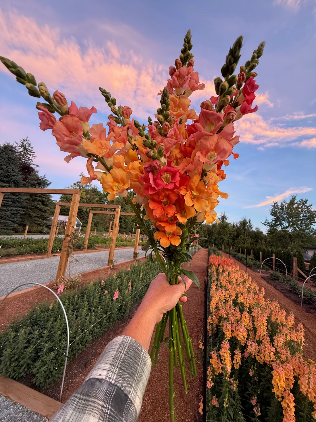 Growing Cut Flowers in Zone 8b - Opportunities + Challenges