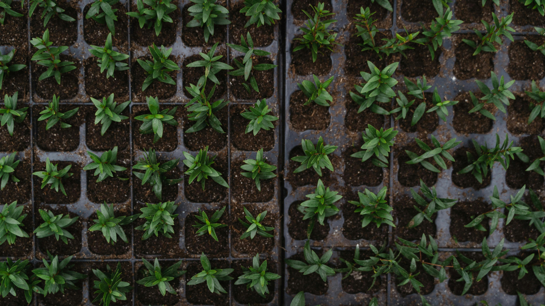 How to Organize a Succession Planting Schedule 