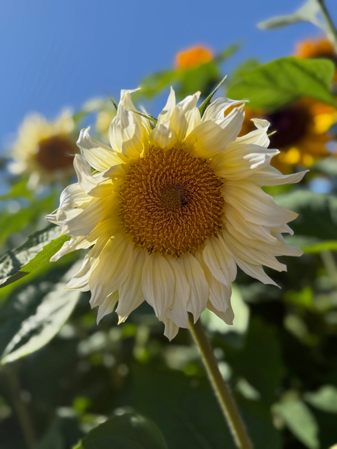 White Sunflower 