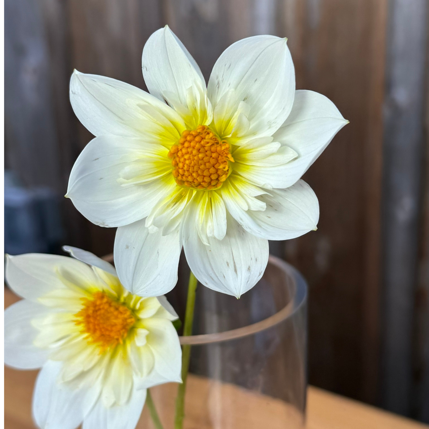 Ferncliff Alpen Cherub