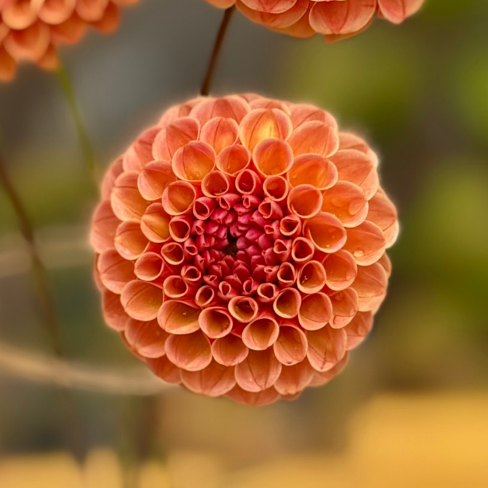 Close-up of a pink flower with a blurred green background