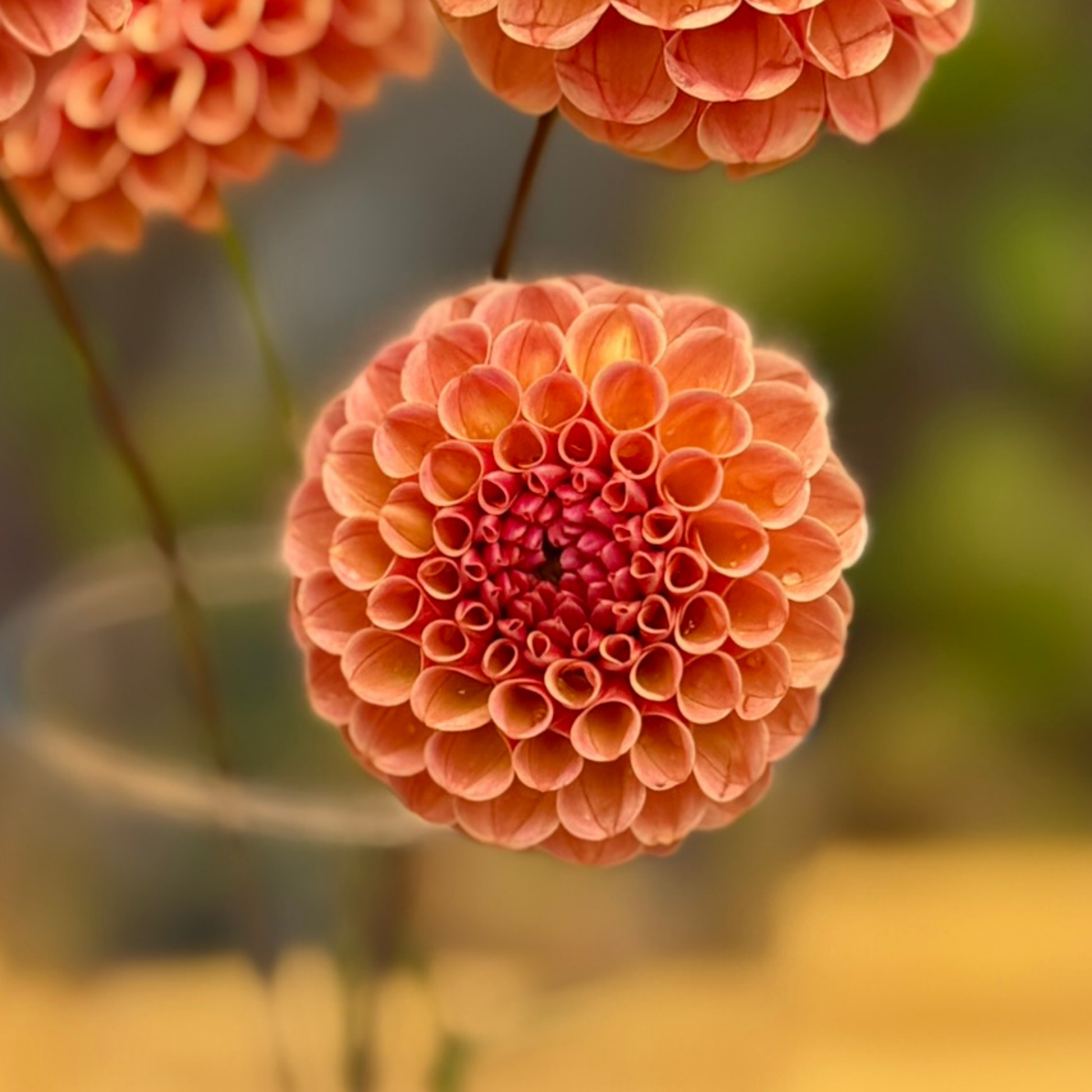 Close-up of a pink flower with a blurred natural background