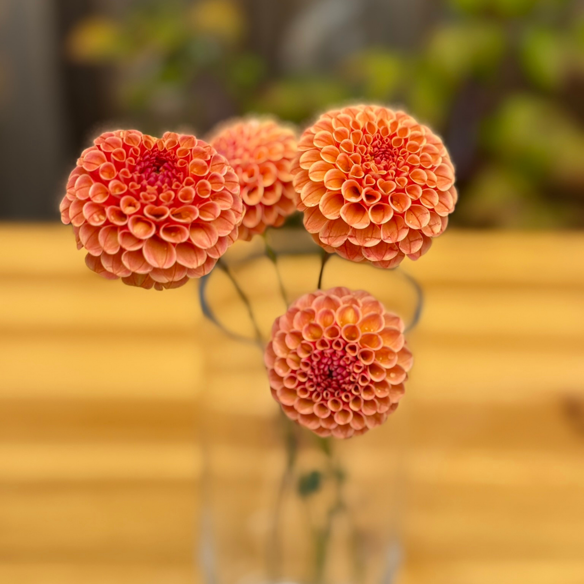 Three orange flowers in a clear vase on a wooden surface with a blurred green background