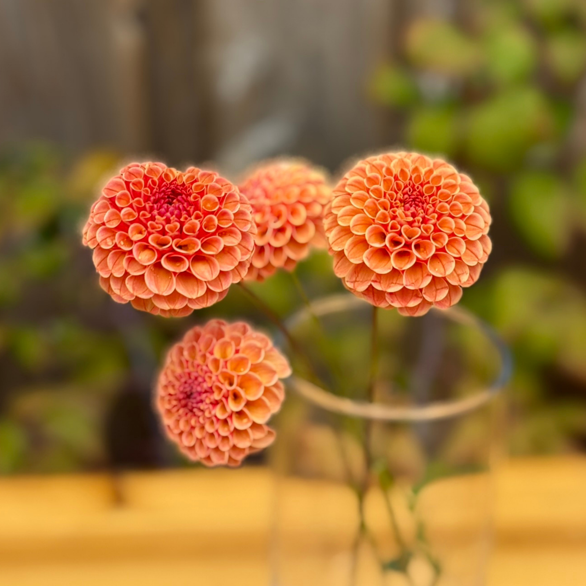 Three pink flowers in a vase with a blurred natural background