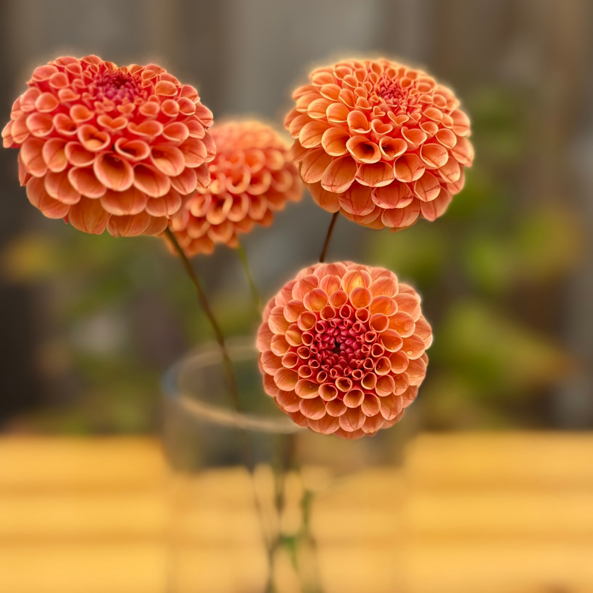 Three orange flowers in a clear vase on a blurred background