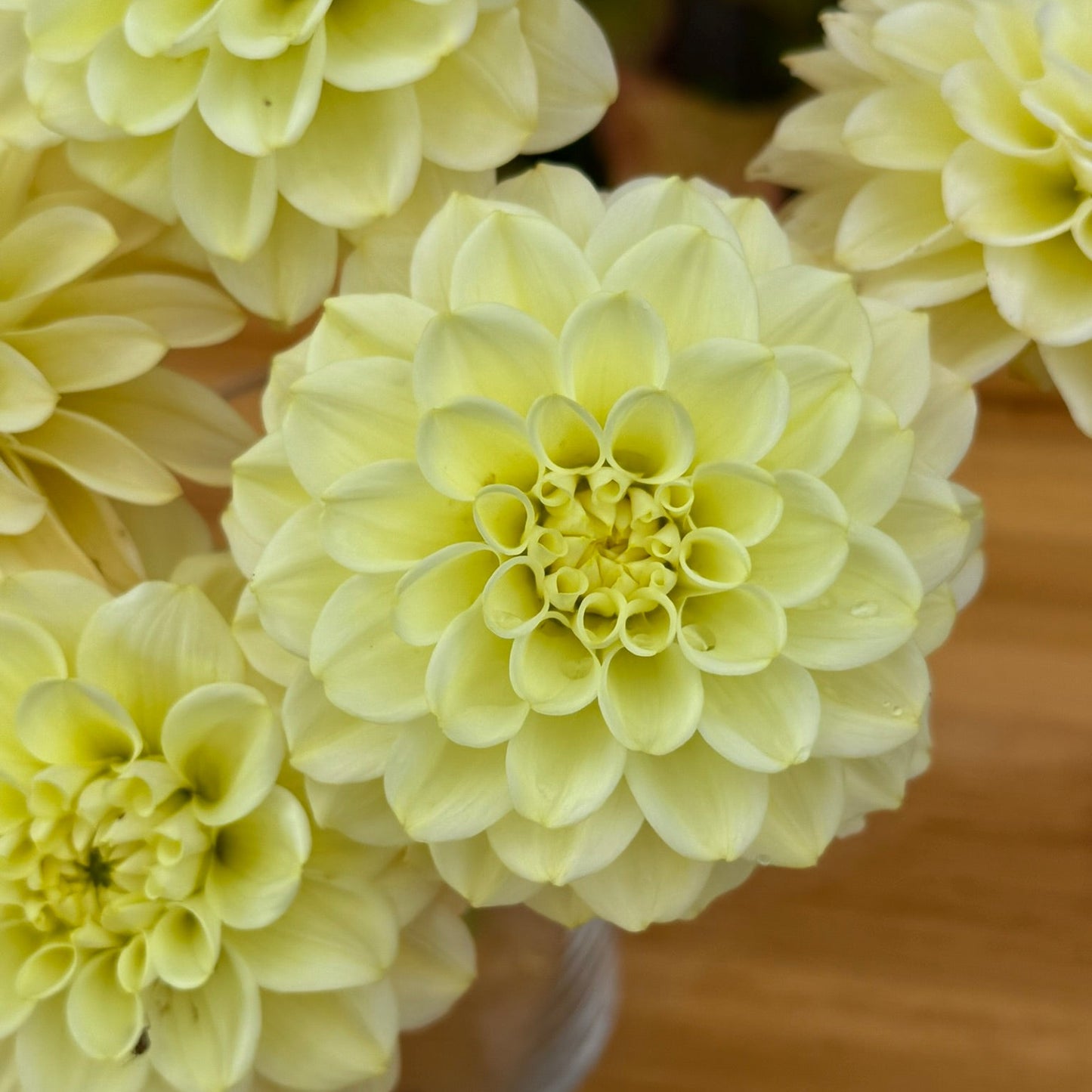 Light green flowers in a vase on a wooden surface