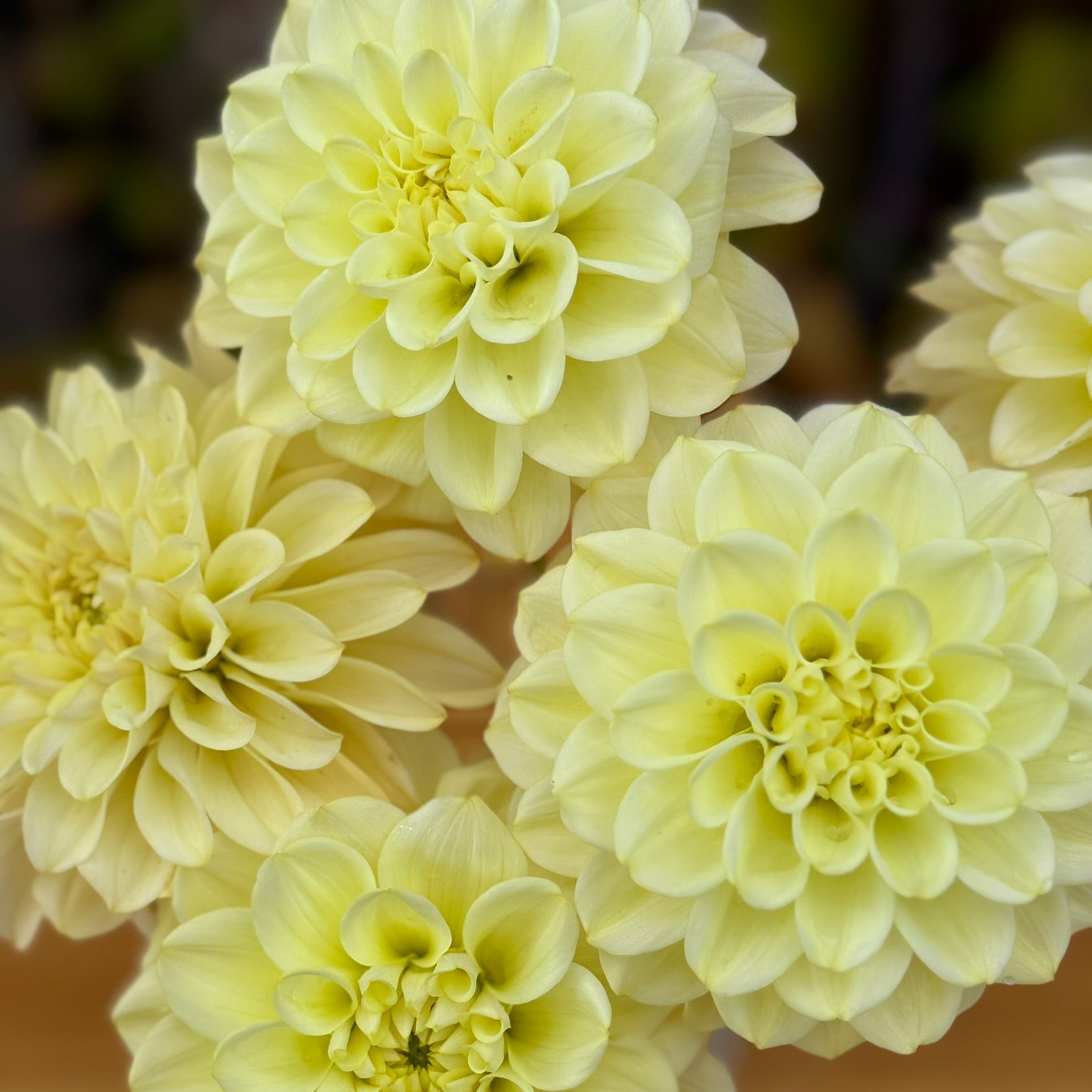 Close-up of light yellow flowers in a vase with a blurred background