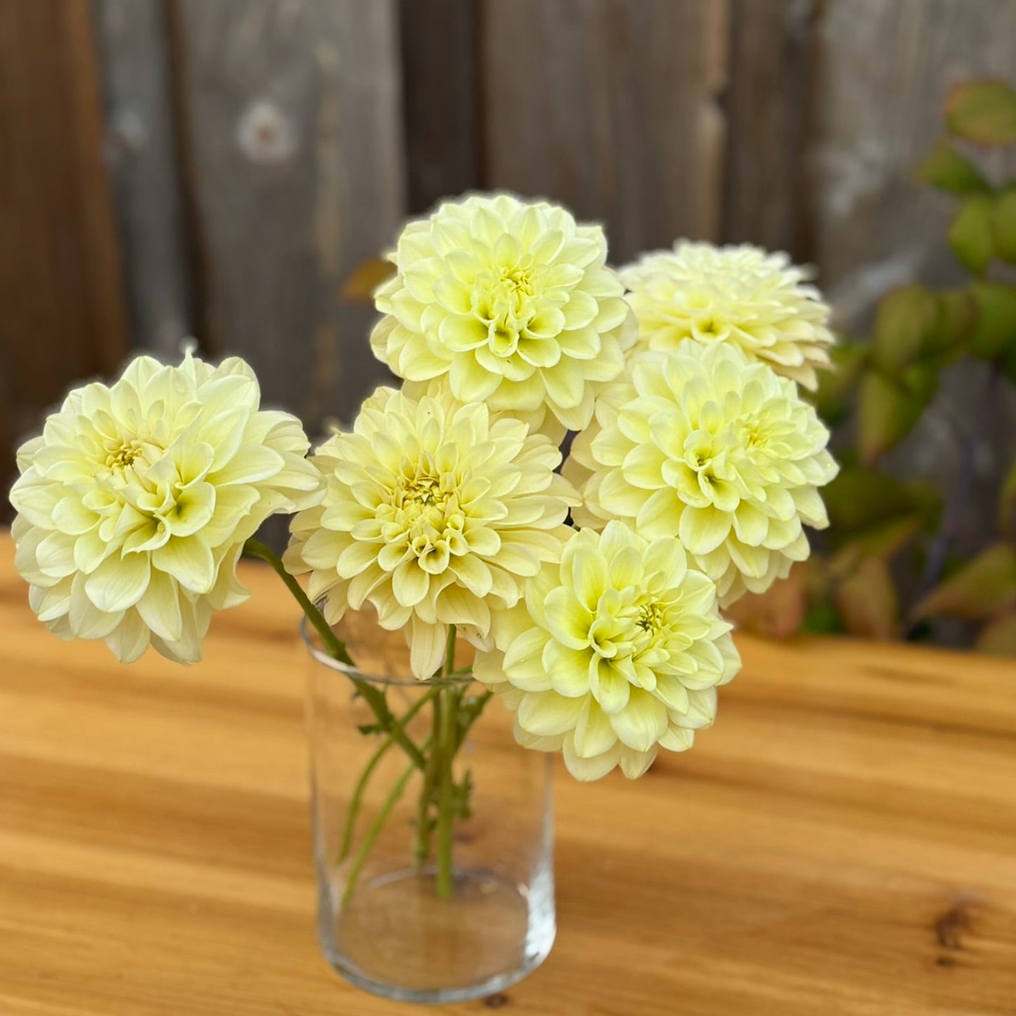 Clear vase with light yellow dahlia flowers on a wooden surface