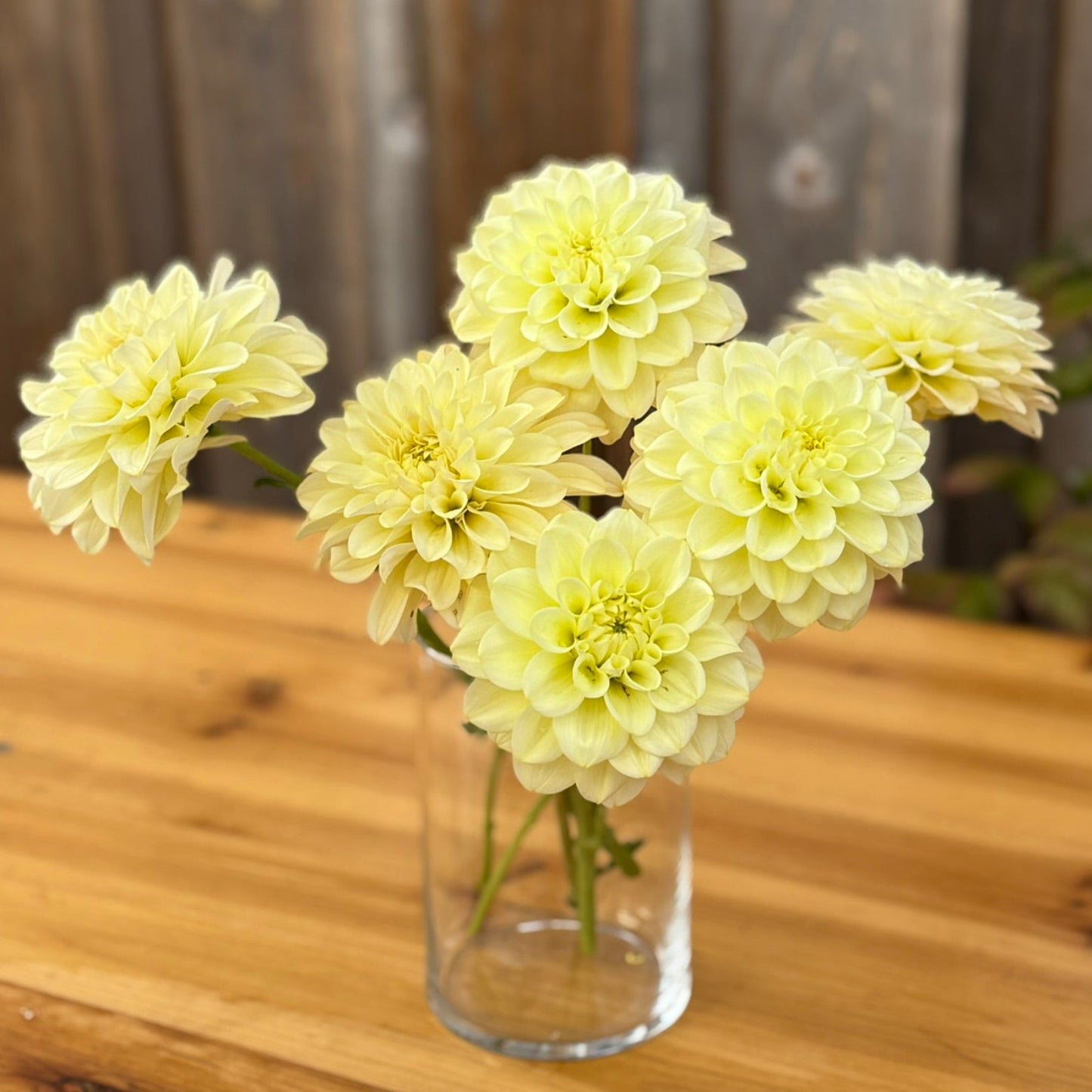 Clear glass vase with light yellow Antique Carmel flowers on a wooden surface