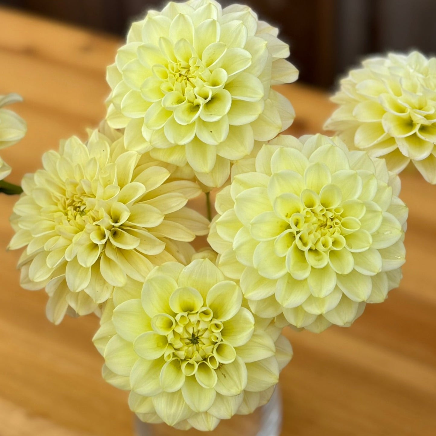 Light green Antique Carmel flowers in a clear vase on a wooden surface