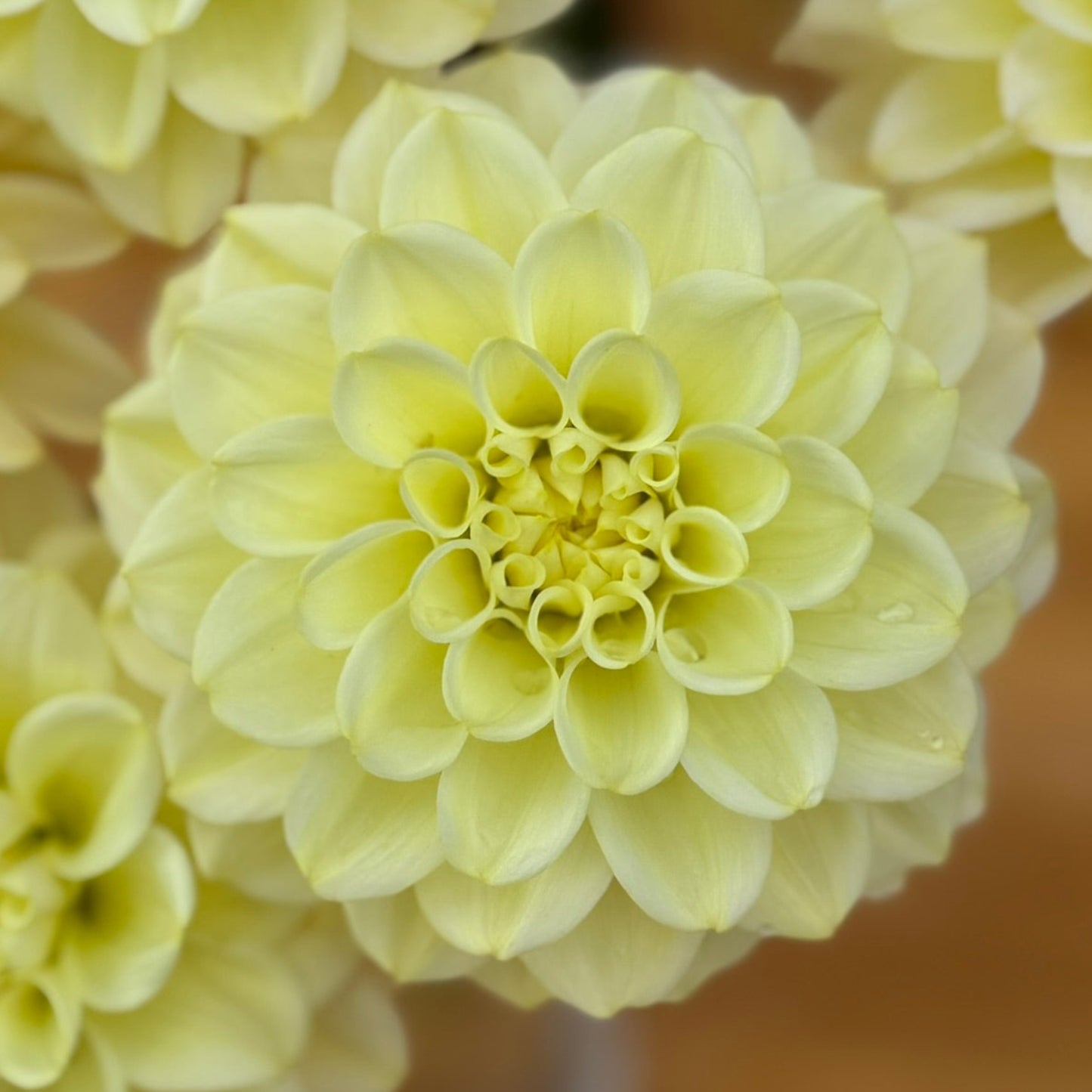 Close-up of light green flowers with a blurred background