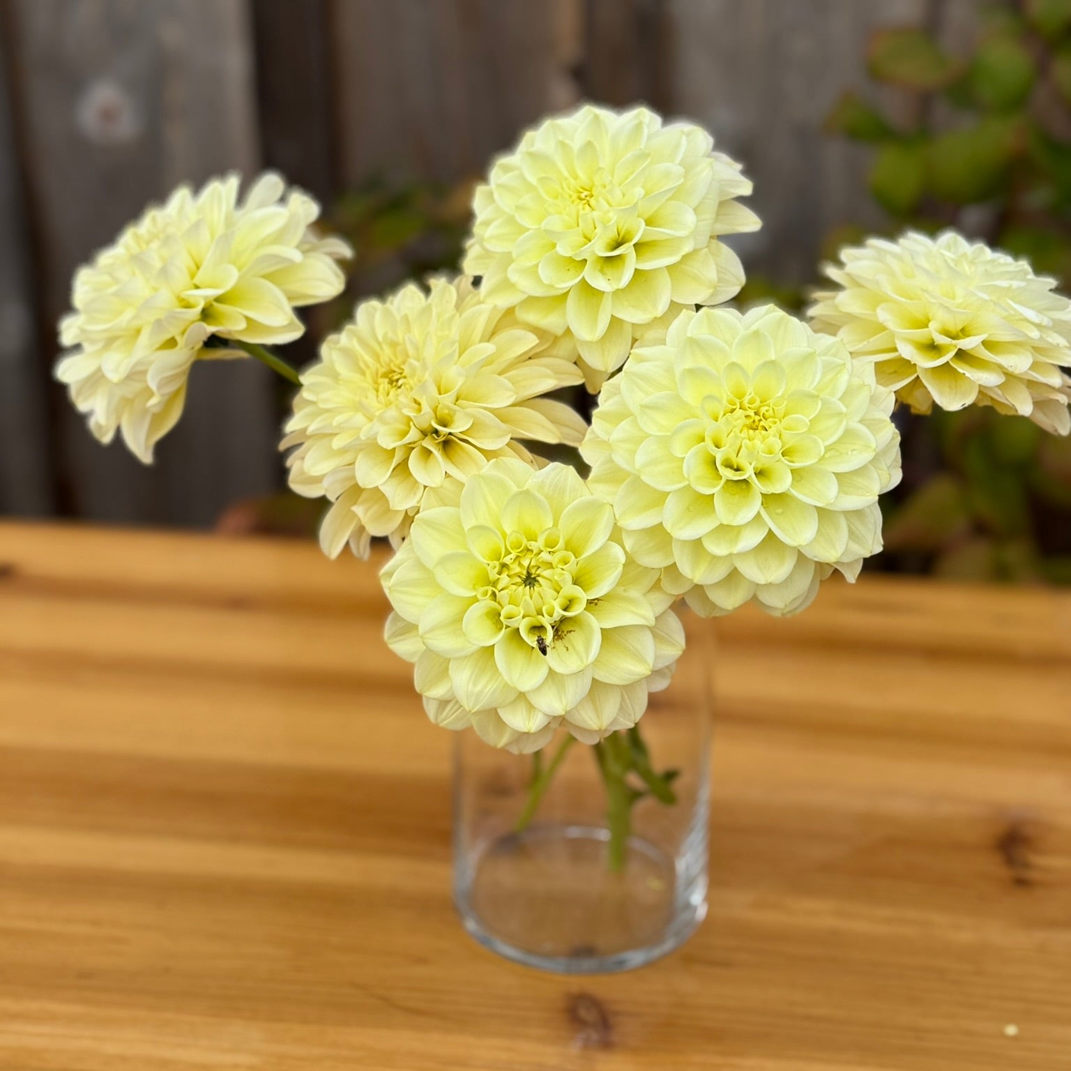 Clear glass vase with light yellow flowers on a wooden surface