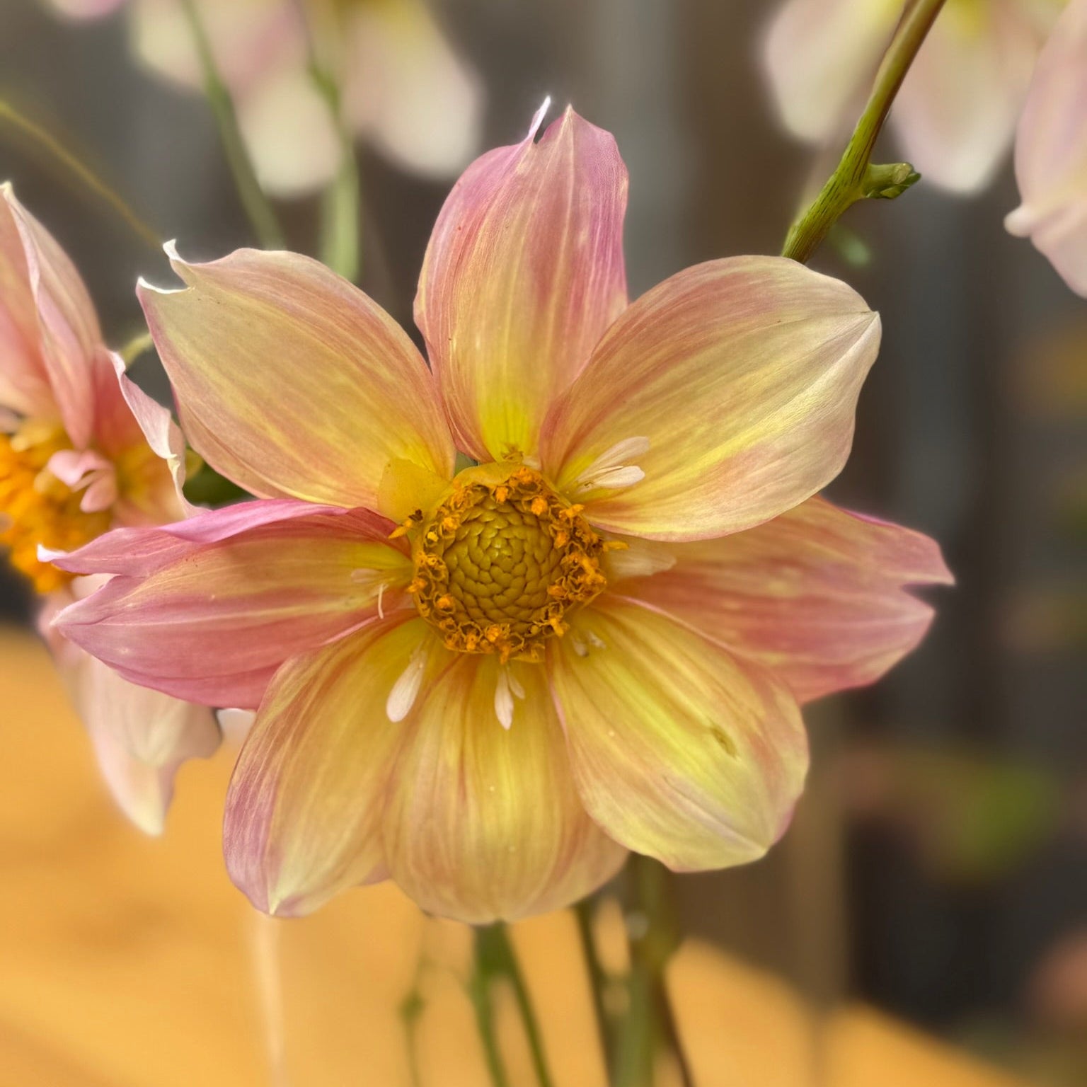 Close-up of a pink and yellow flower with a blurred background
