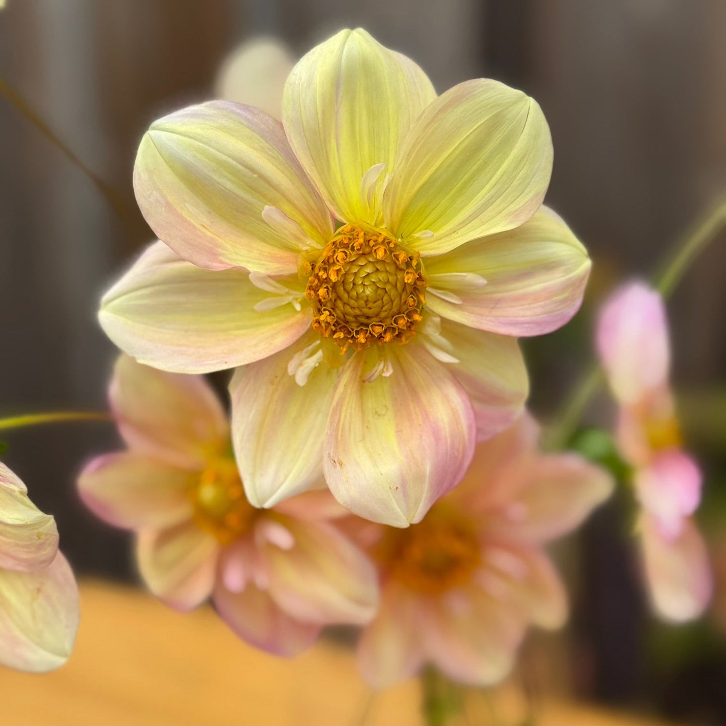 Light pink flower with a blurred background