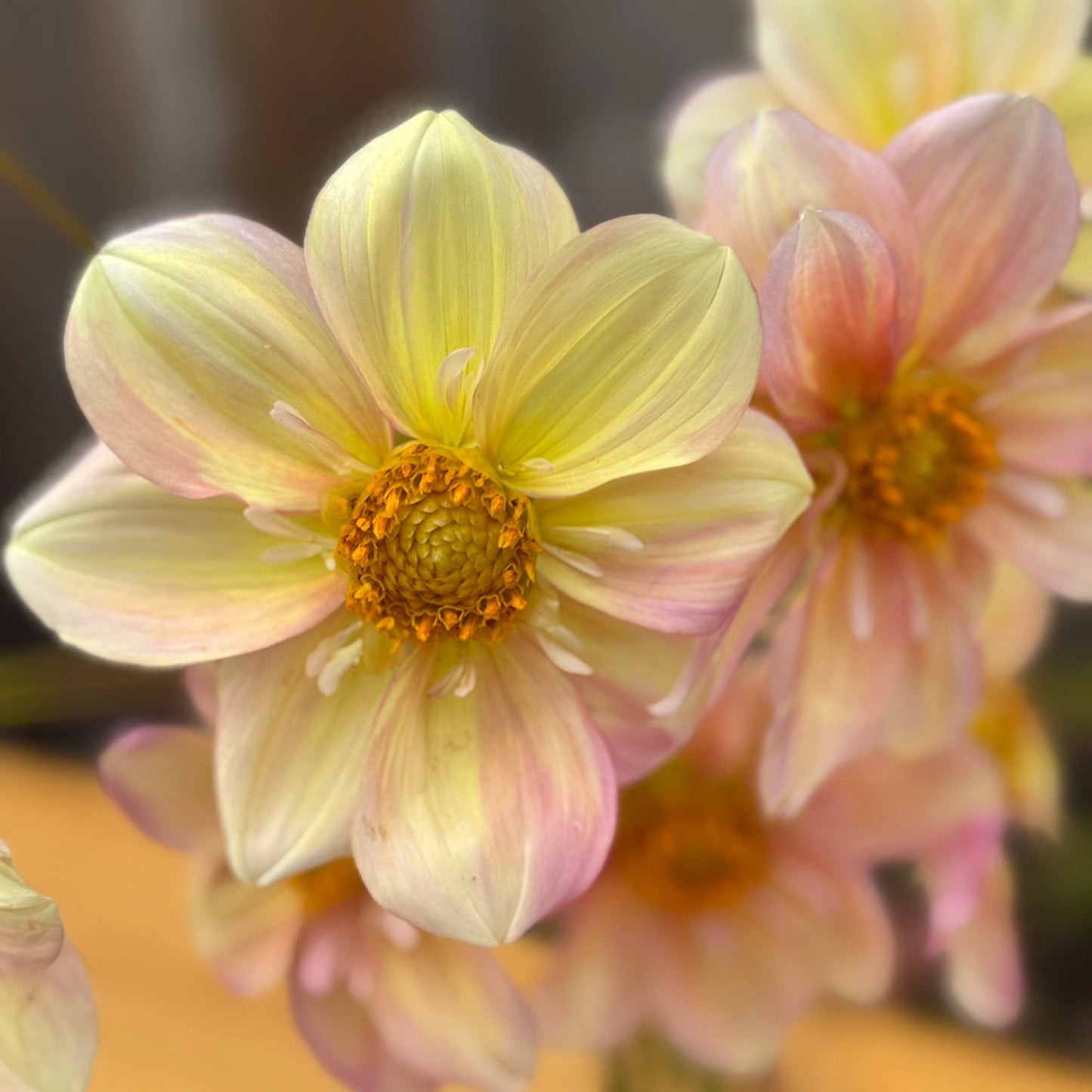 Close-up of a light pink and yellow flower with a blurred background