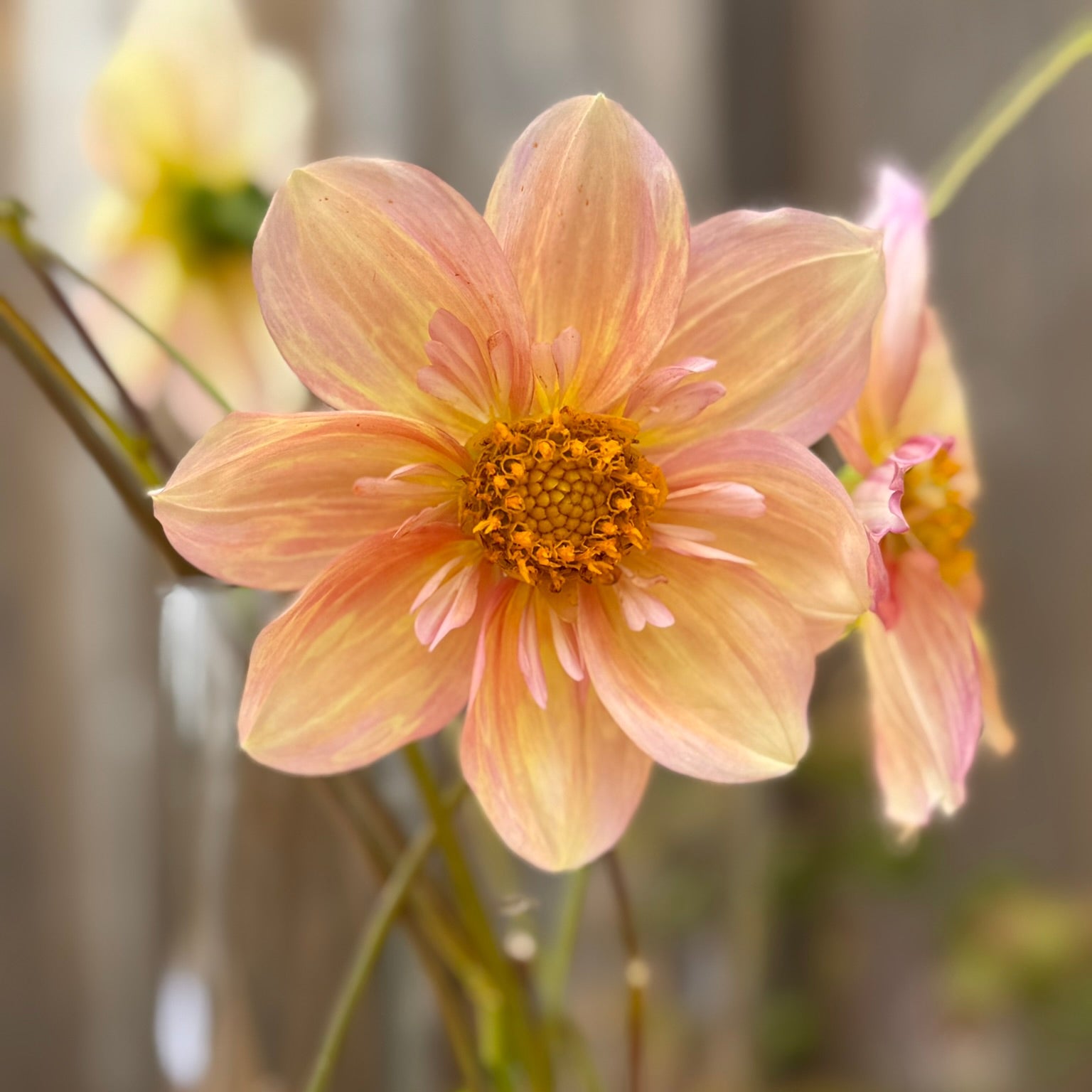 Close-up of a pink flower with a blurred background