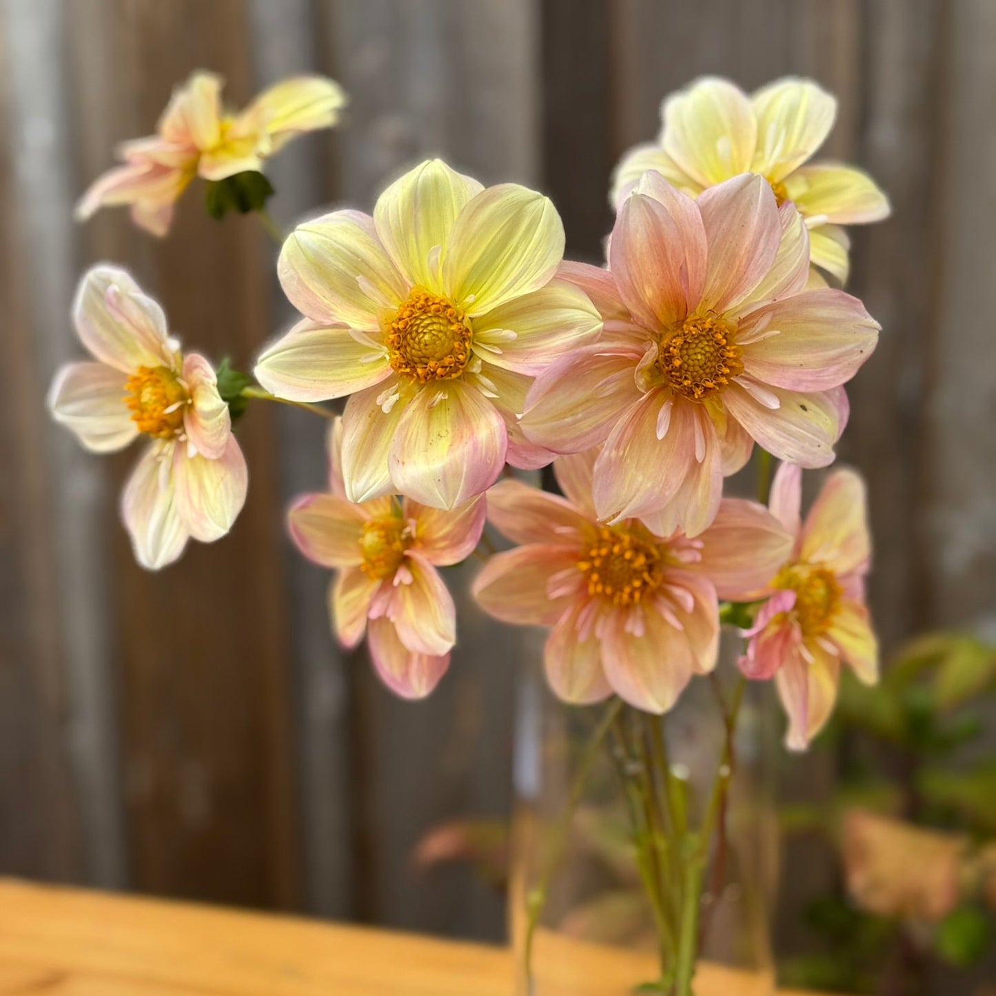 Clear glass vase with Apple Blossom Dahlia flowers on a wooden surface