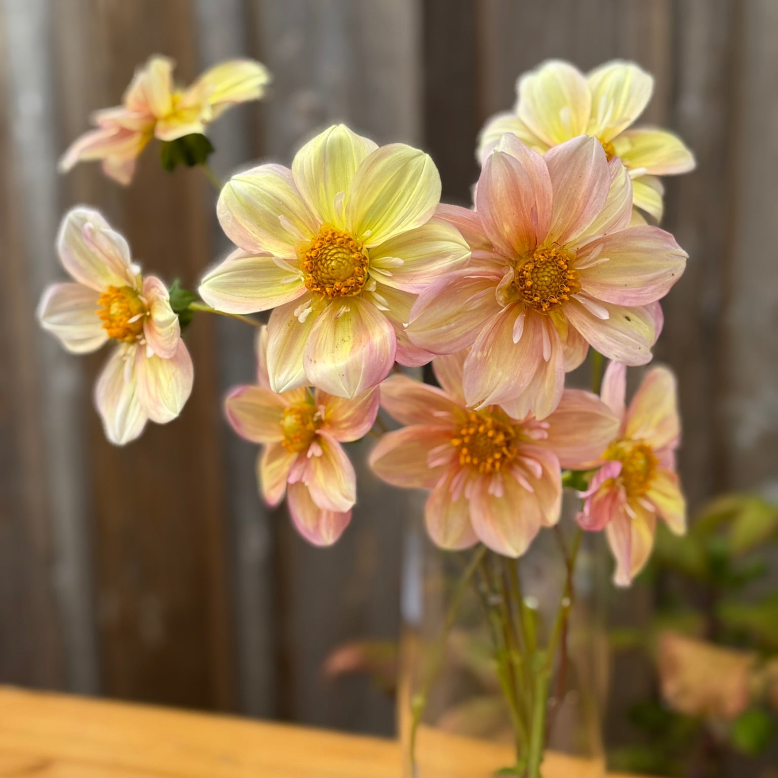 Clear glass vase with Apple Blossom Dahlia flowers on a wooden surface