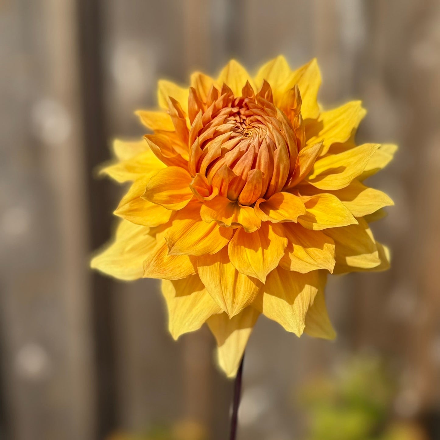 Yellow flower with a blurred background