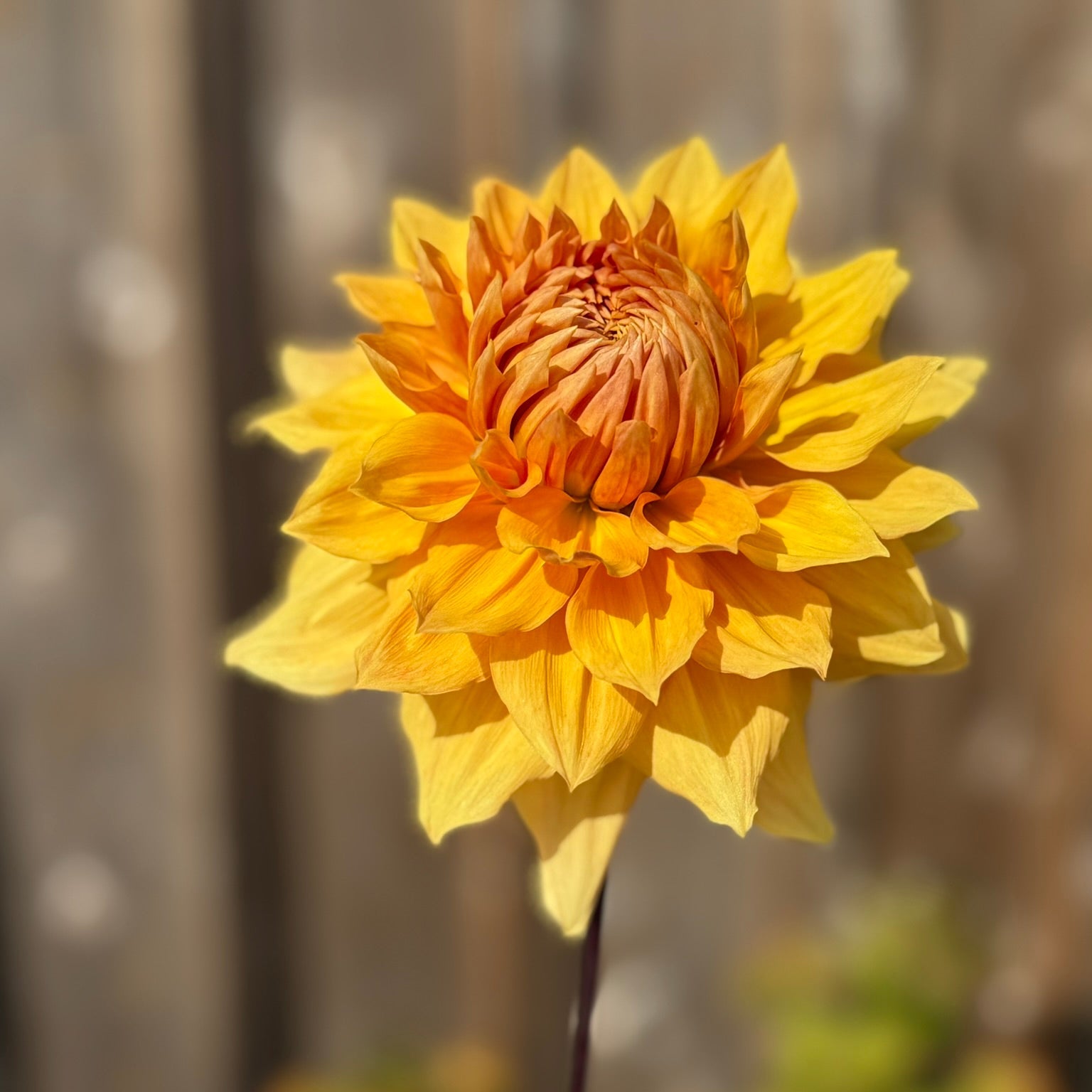 Yellow flower with a blurred background