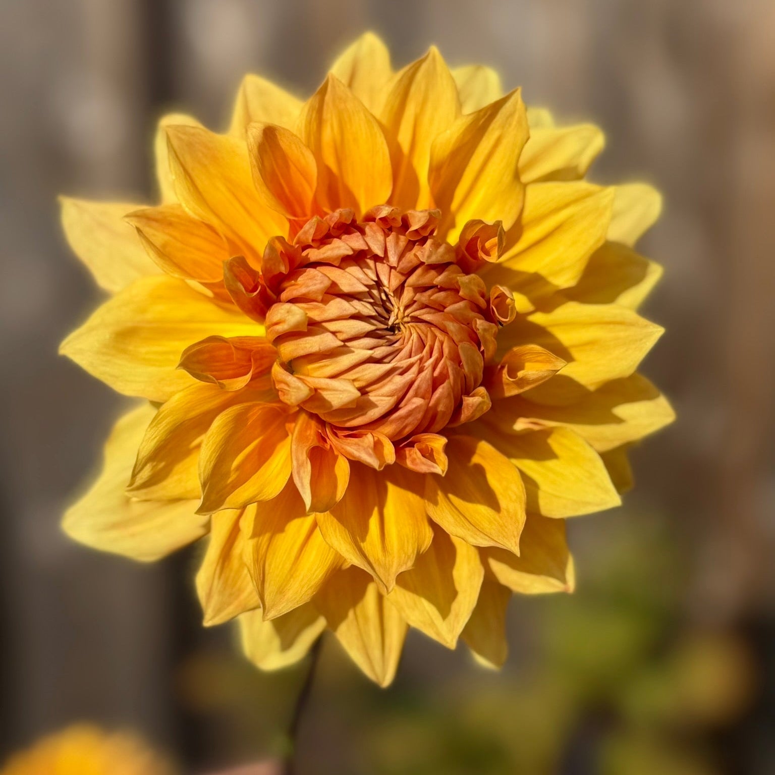 Close-up of a yellow flower with a blurred natural background