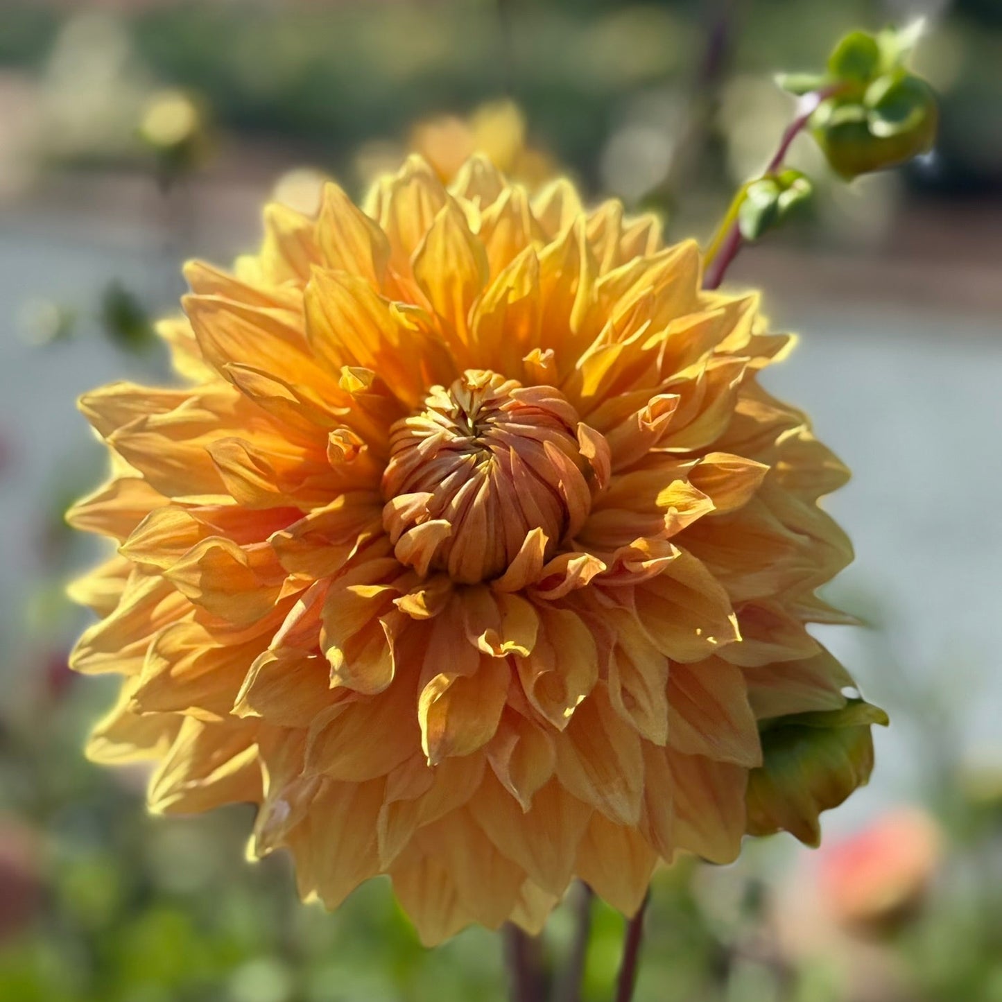 Close-up of a yellow flower with a blurred natural background