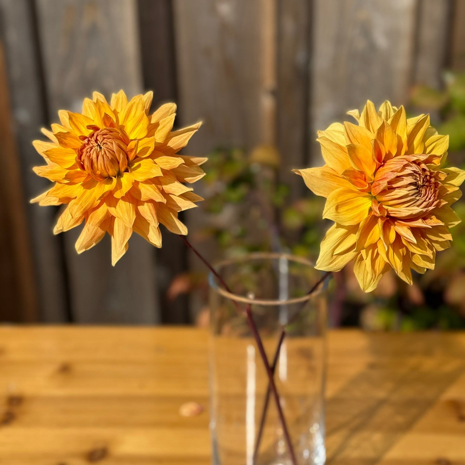 Two wilted yellow flowers in a clear glass vase on a wooden surface with a blurred background.