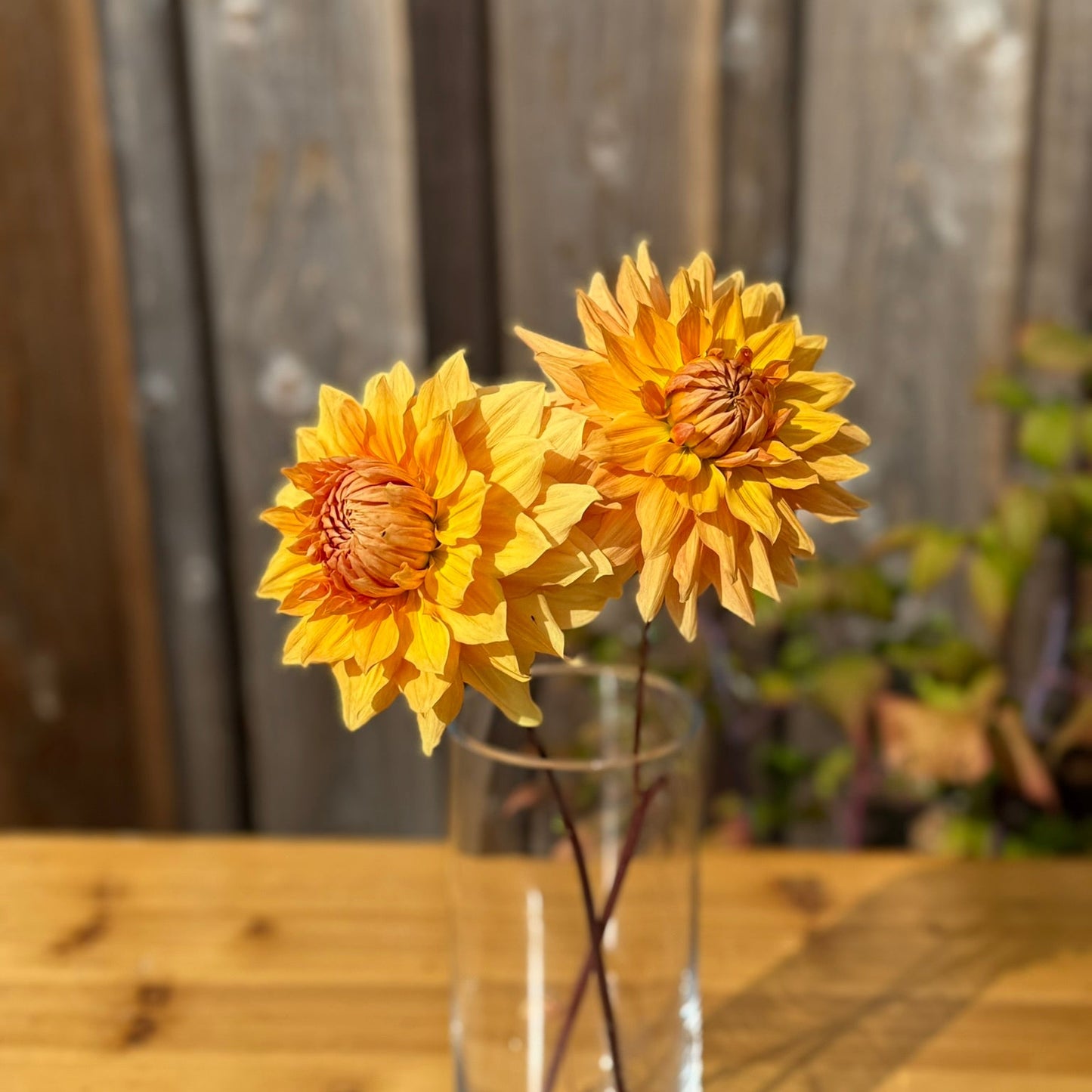 Two yellow flowers in a clear vase on a wooden surface with a blurred background