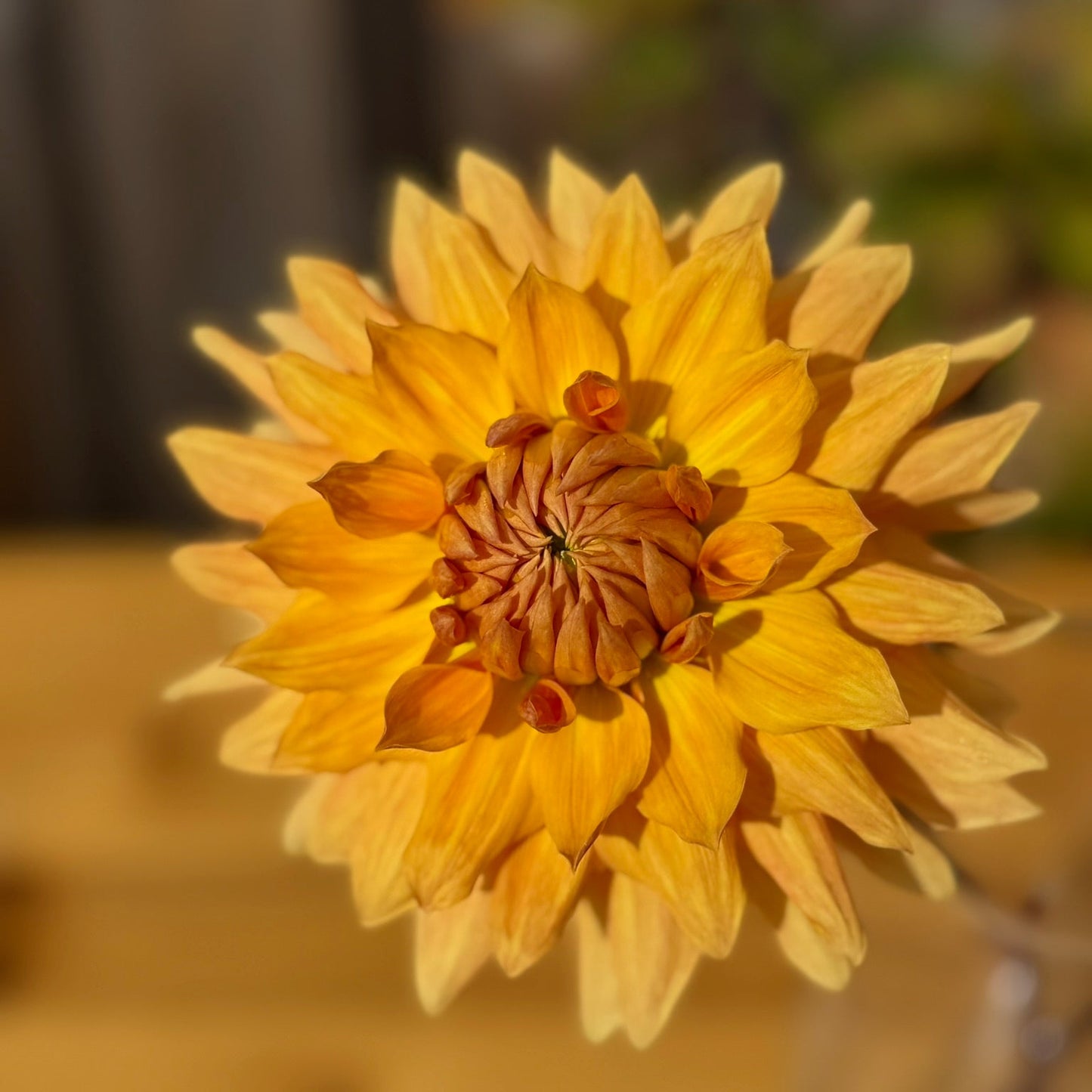 Close-up of a yellow flower with a blurred background