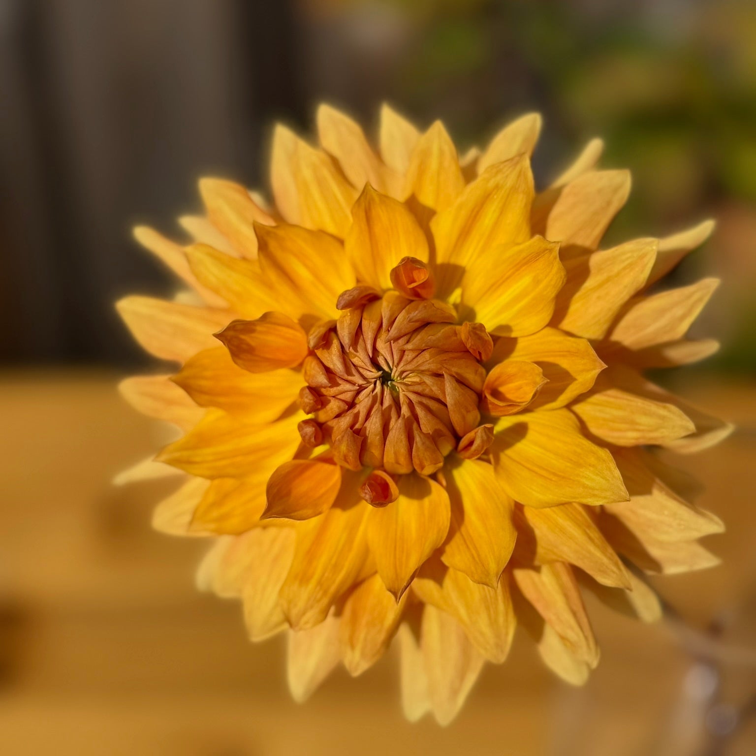 Close-up of a yellow flower with a blurred background