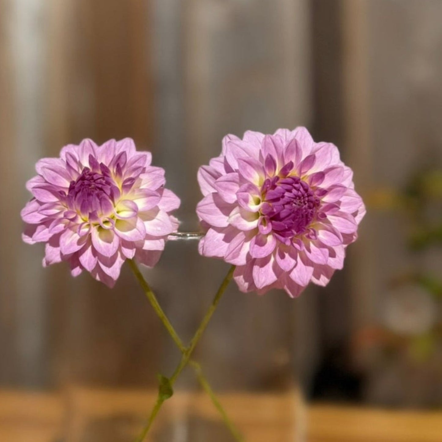 Two pink flowers in a clear glass vase on a wooden surface with a rustic background.