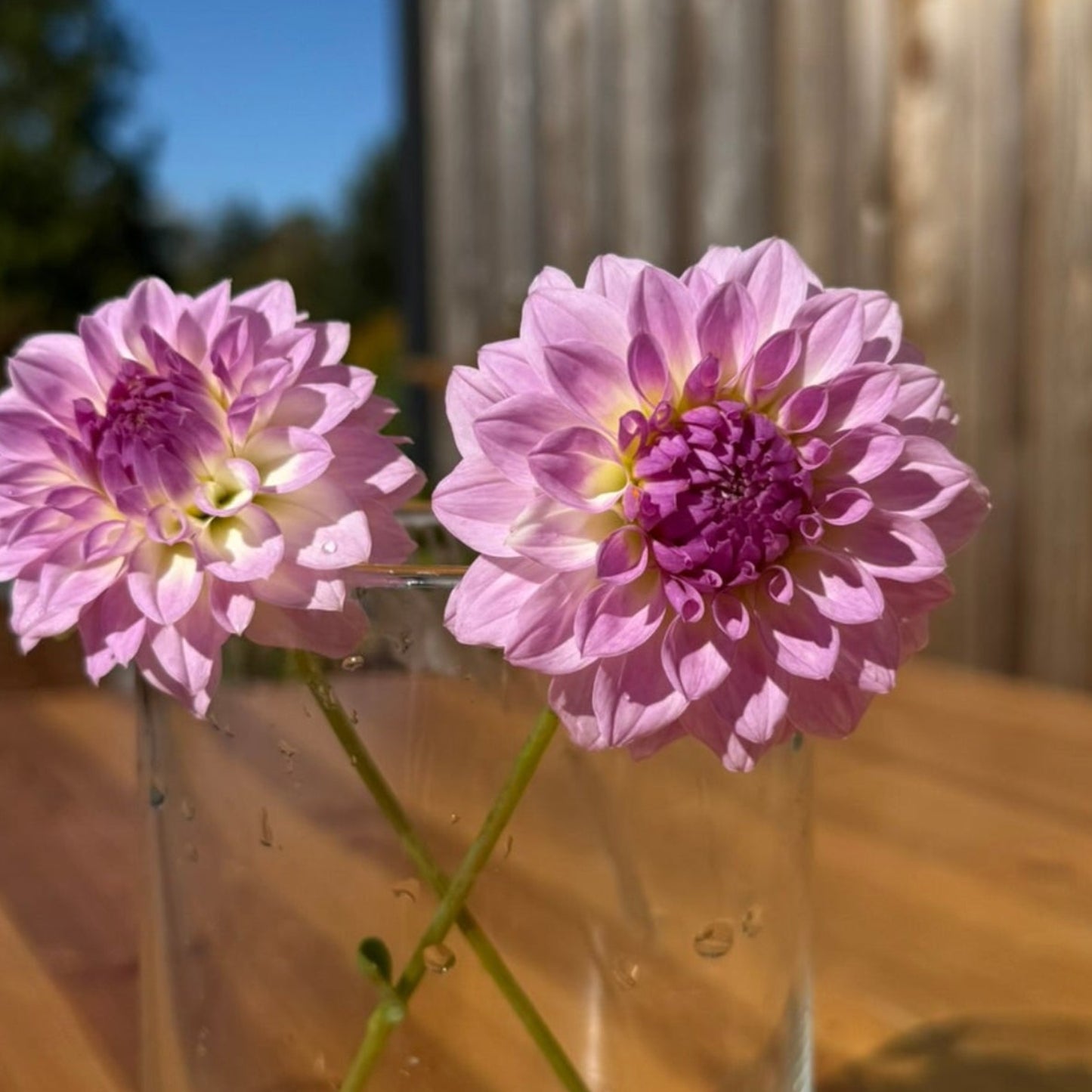 Two pink flowers in a clear glass vase on a wooden table with a blurred background