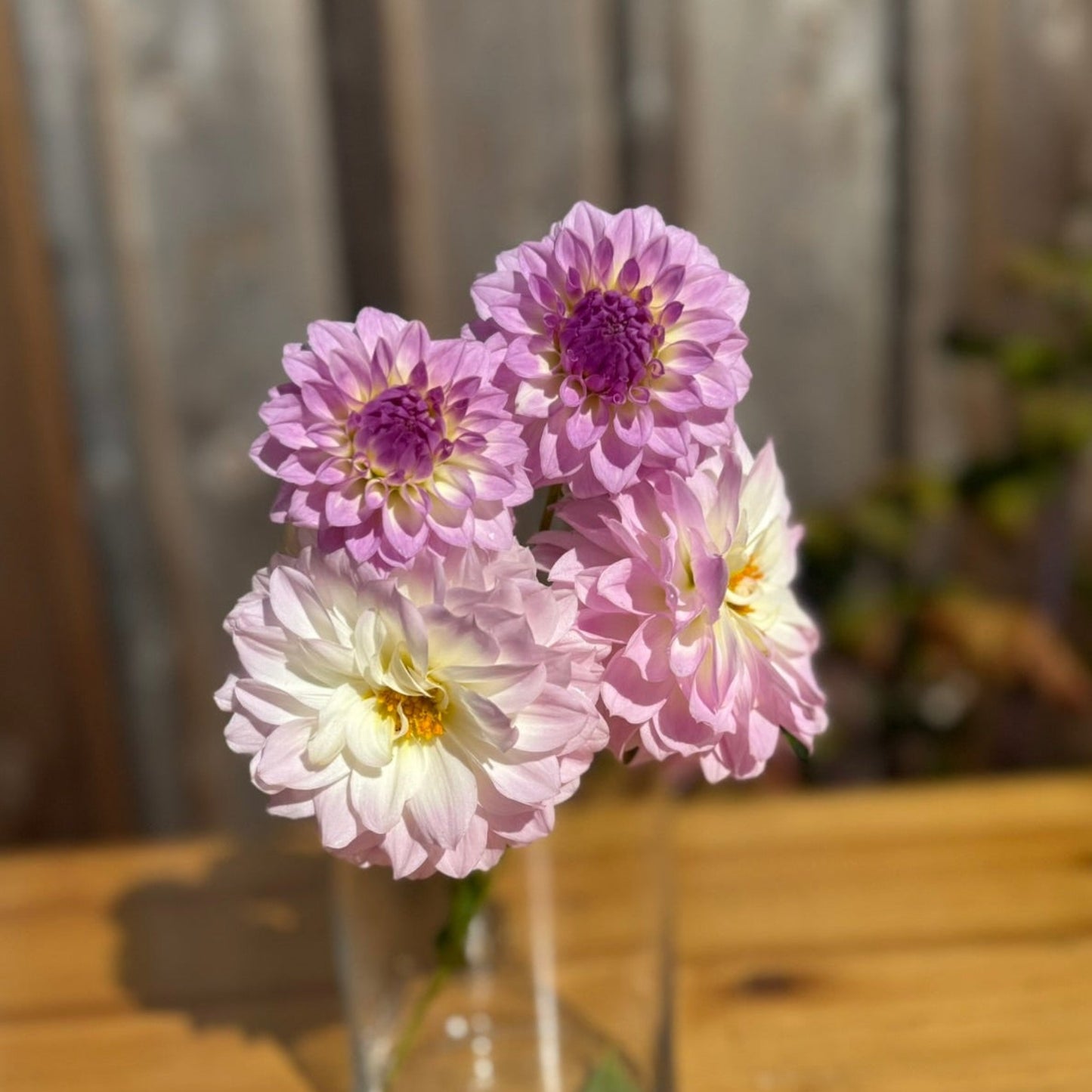 Three flowers in a clear vase on a wooden table with a wooden fence background