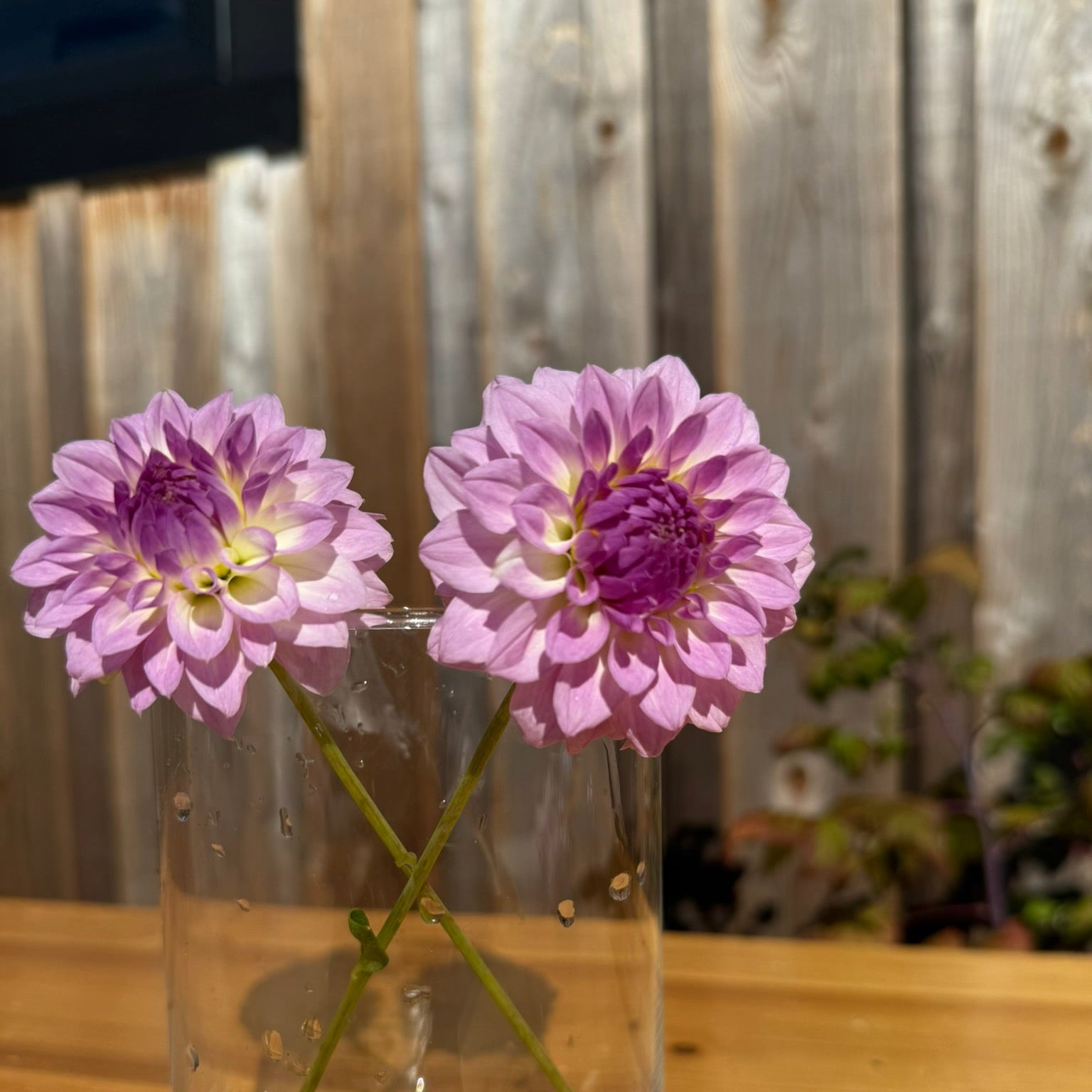 Two purple flowers in a clear vase on a wooden table with a metal fence background.