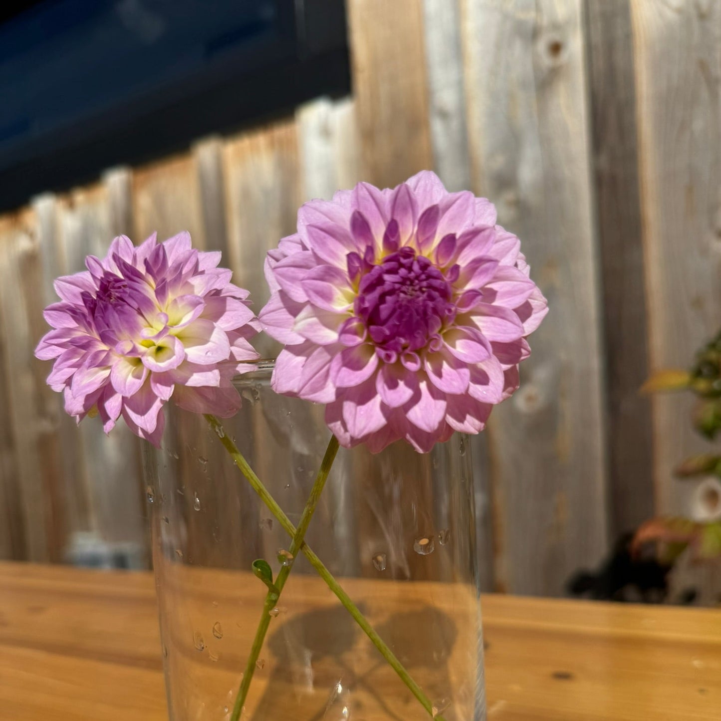 Two purple flowers in a clear glass vase on a wooden surface with a metallic wall in the background.