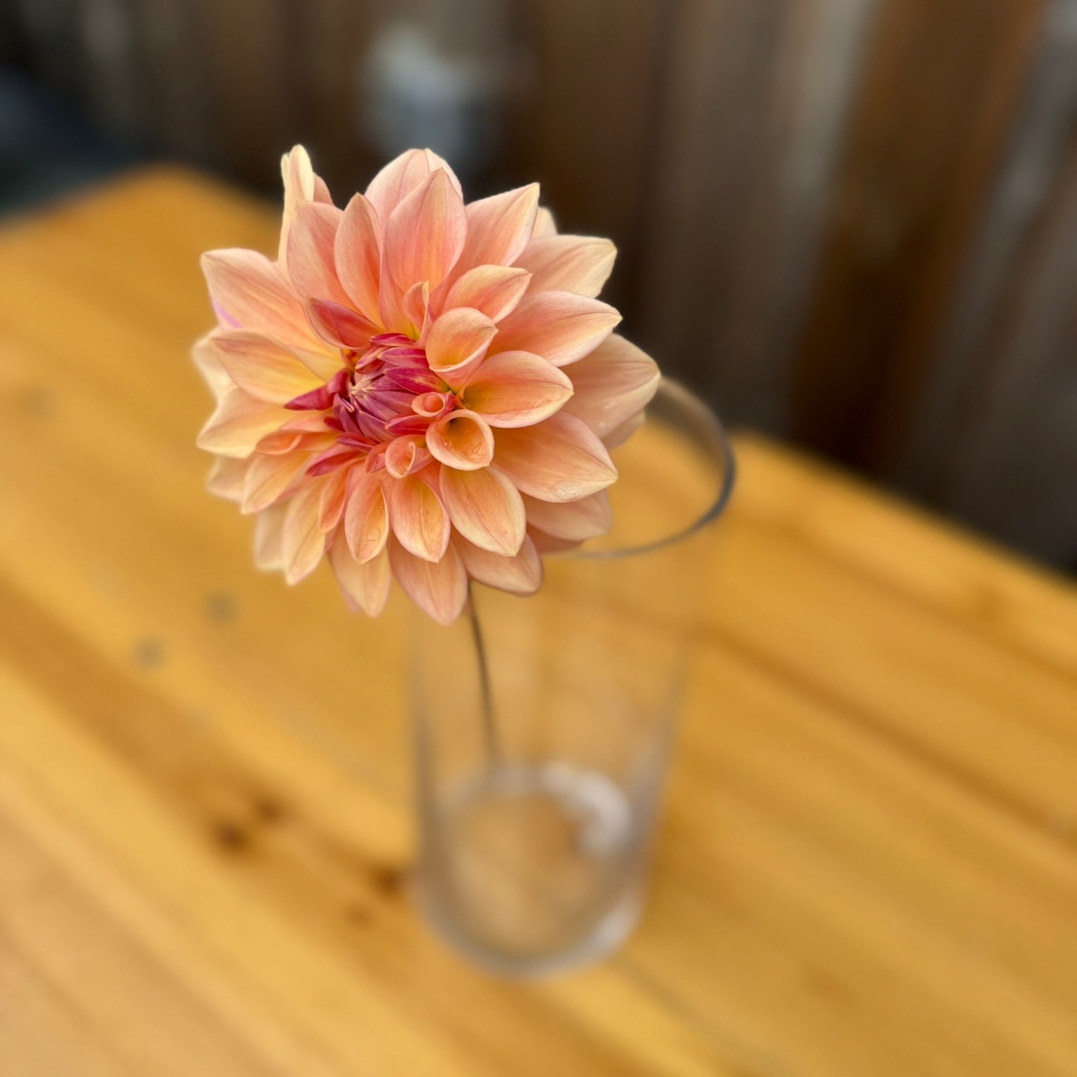 Bloomquist Alan dahlia flower in a clear glass vase on a wooden surface with a blurred background